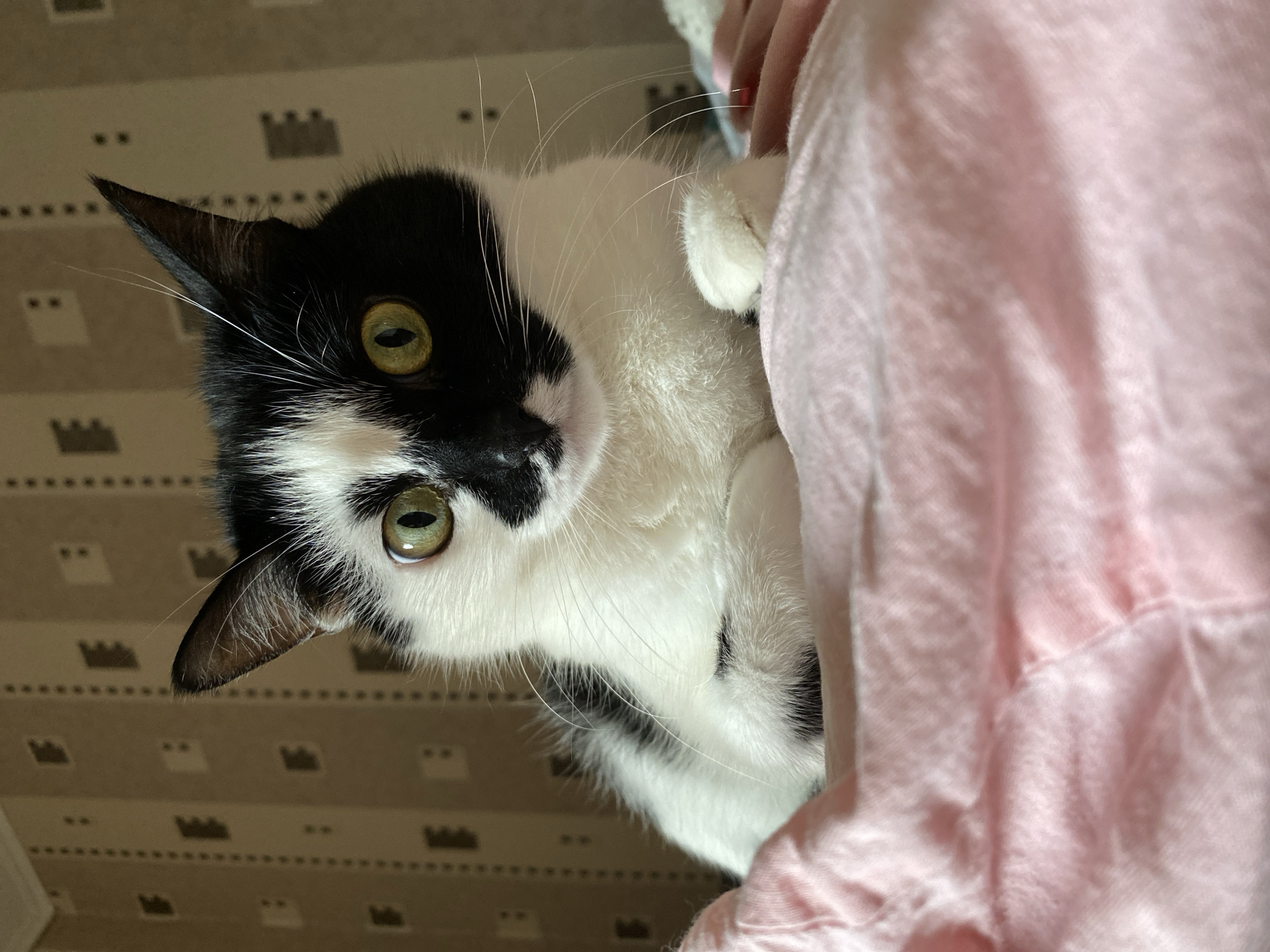 A black and white cat with green eyes is lying on a pink blanket. The cat is facing the camera directly, with its head slightly tilted. Its left eye is partially obscured by a patch of black fur that extends down its face. The cat's fur is soft and appears to be well-groomed. The background is a wall with a beige and brown patterned wallpaper. The image was taken indoors, likely in a bedroom or living room. No specific location in Protvino, Russia, can be identified from the image.