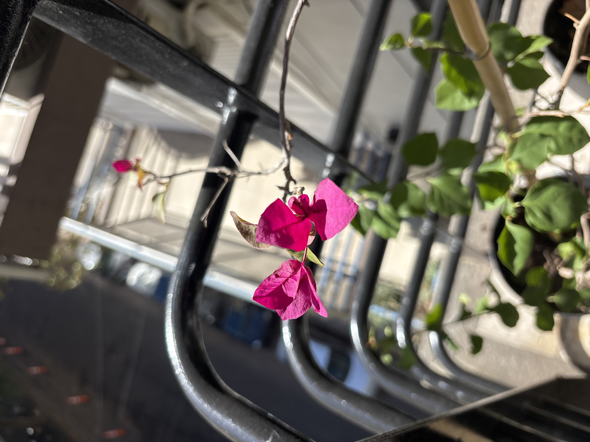 The image shows a close-up of a pink bougainvillea flower hanging from a thin branch against a blurred urban background. The flower is the focal point, with two prominent petals in varying shades of pink. A few green leaves are visible in the background, along with a black metal structure, possibly a railing. The urban backdrop is blurred, suggesting the image was taken in a city with buildings visible in the distance. The location is listed as Unknown, Unknown. There are no people visible in the image.