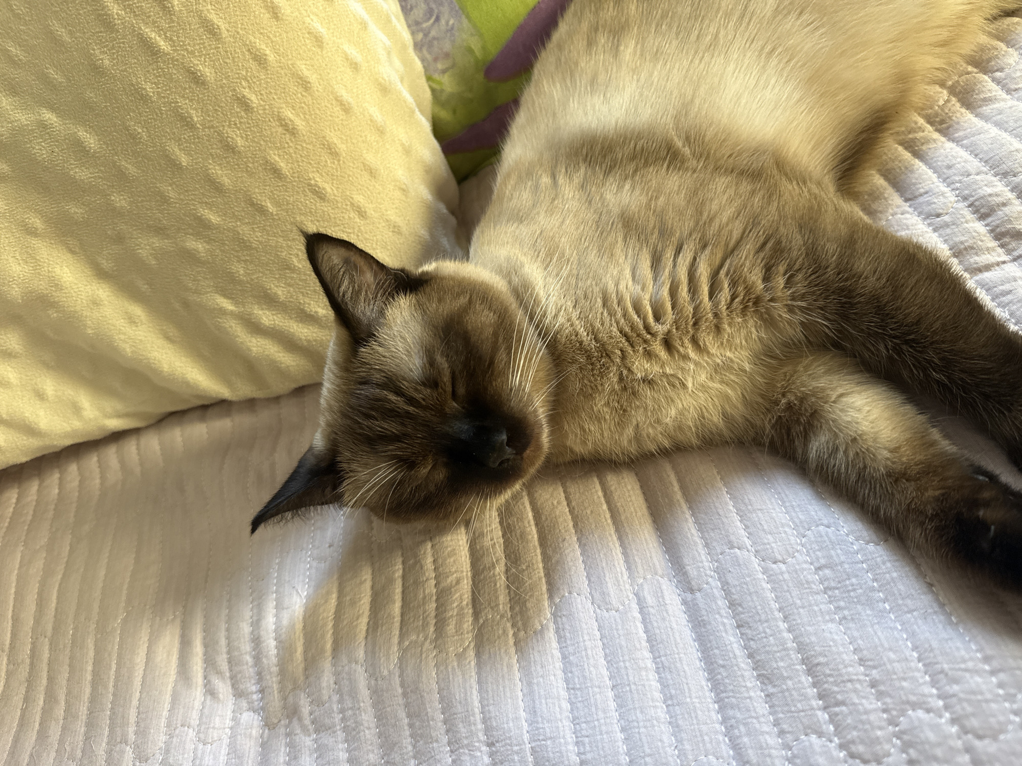 A Siamese cat is sleeping peacefully on a quilted white surface, likely a bed or couch. The cat has dark points on its face, ears, and paws, with lighter tan fur on its body. Sunlight is casting a shadow across the cat and the surface. The background includes a yellow pillow and some blurred colorful objects, suggesting an indoor domestic setting. The image does not contain information about the city of Vostok, Kyrgyzstan.