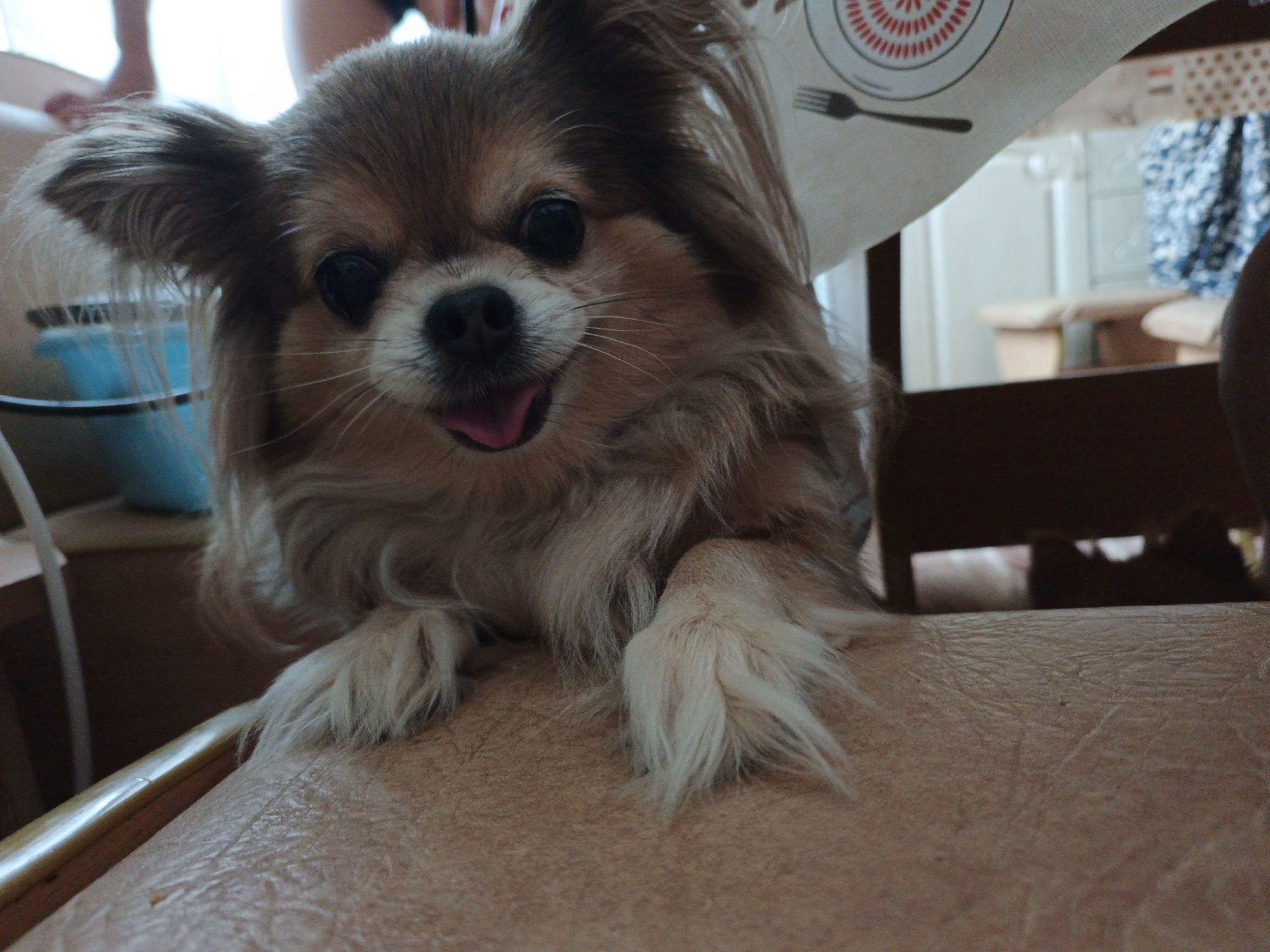 The image is a close-up, eye-level shot of a long-haired, tan and white Chihuahua dog. The dog is lying down on a textured, tan surface that appears to be a piece of furniture. Its paws are visible in the foreground, with light-colored fur. The dog's face is the main focus, with its dark eyes, black nose, and pink tongue hanging out of its mouth. Its ears are perked up and covered in long, light brown fur. In the background, a person's legs are visible, suggesting the dog is in a domestic setting. A portion of a white tablecloth with a red circular pattern and a black fork design is draped behind the dog's head. The scene appears to be indoors, possibly in a home in Medvedyovka, Russia, though this specific location is not explicitly depicted.