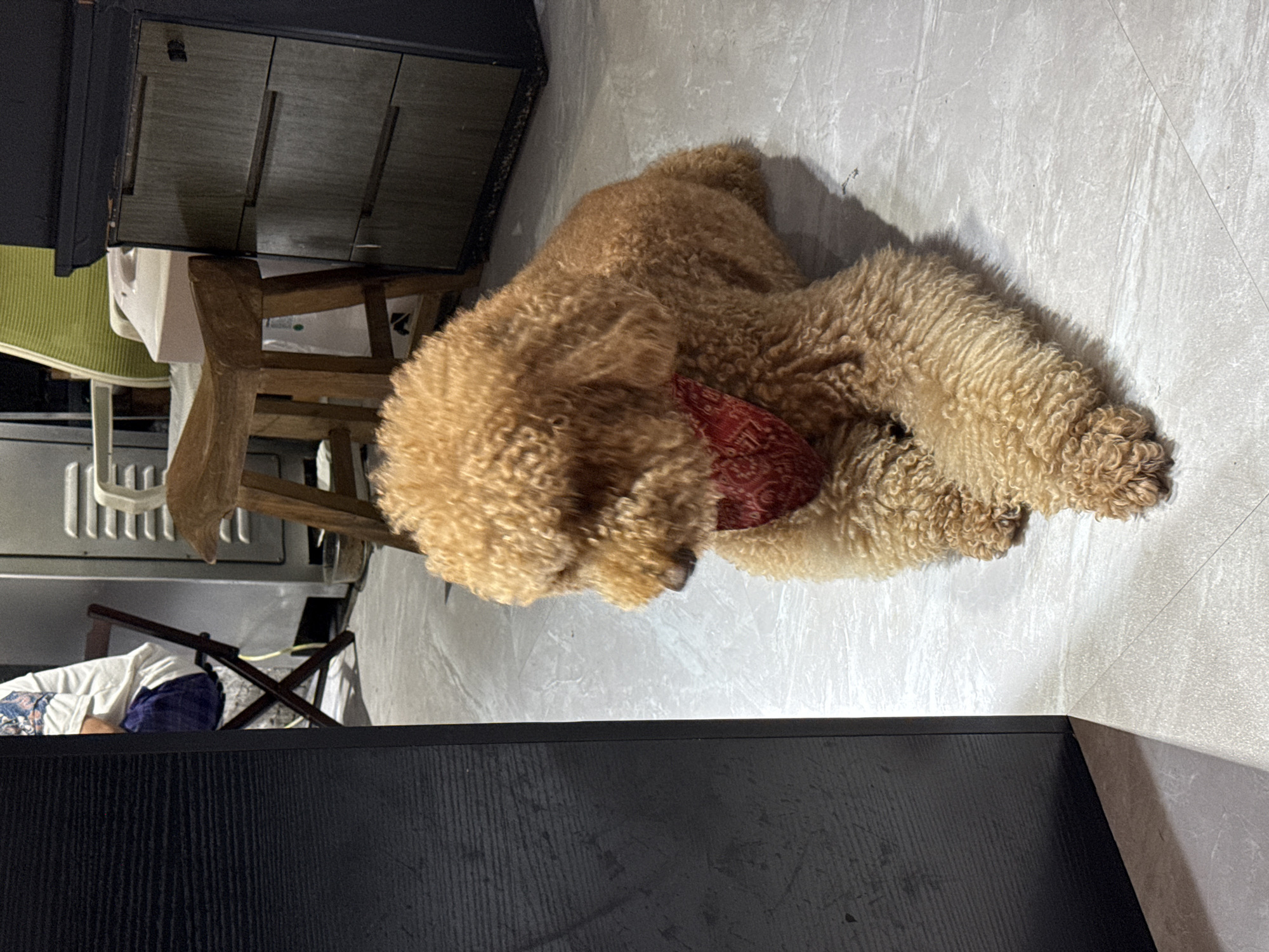 A light brown poodle wearing a red bandana lies on a light gray tiled floor indoors. The dog is positioned in the center right of the frame, facing left with its head turned slightly downwards. The dog's fur is curly. To the left of the dog is a black vertical structure, likely a piece of furniture or a wall. In the background, a wooden stool and a filing cabinet are visible. Behind the stool, a person wearing a white t-shirt and blue pants is seated on a dark brown folding chair. The environment appears to be a residential or office space. There are no specific geographical markers to indicate the location within Qingpu District, China.