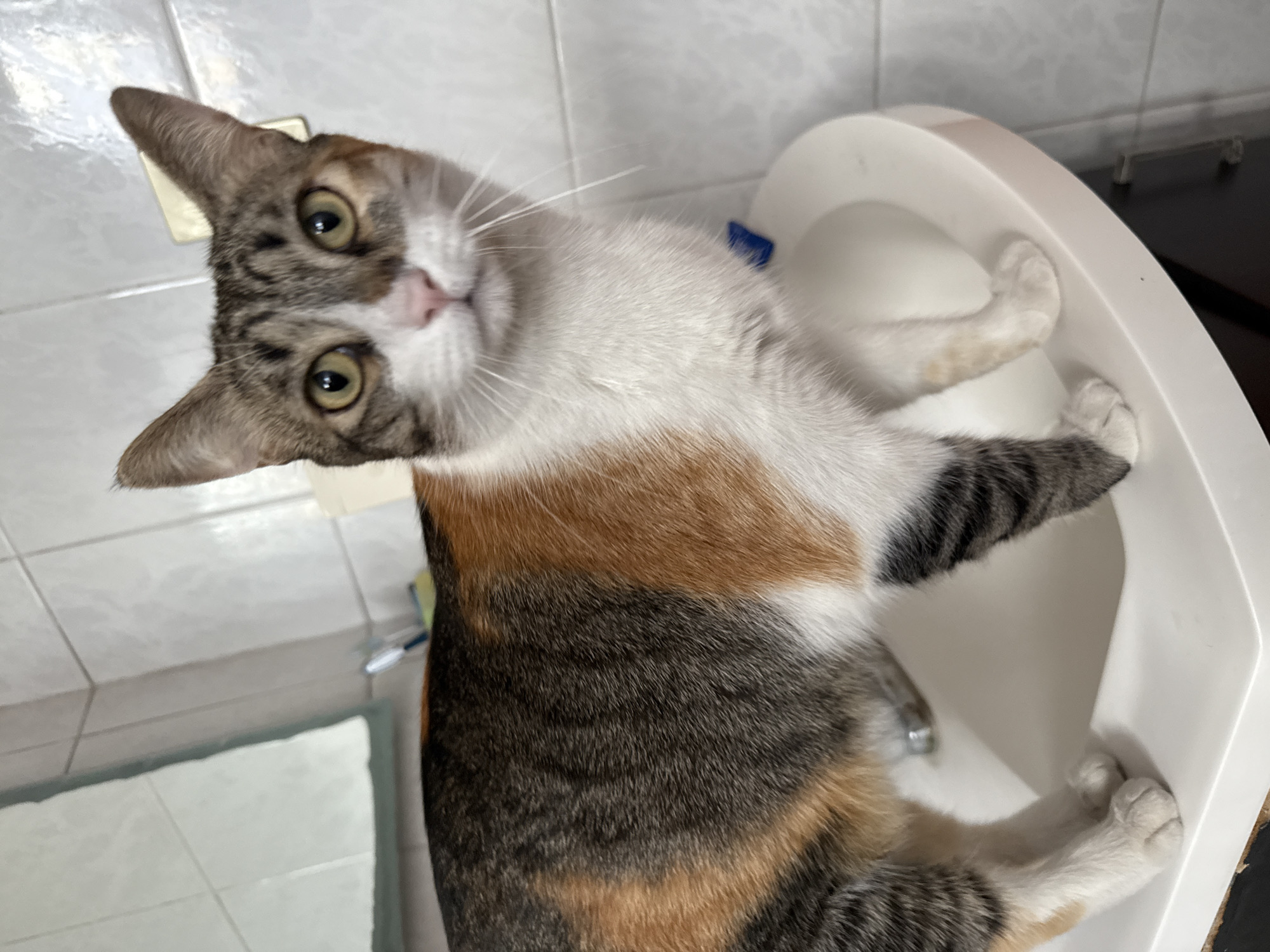 A calico cat is perched on the edge of a white sink. The cat is looking up and slightly to the left, with its head tilted. The cat's fur is a mix of white, brown, and gray/black stripes. The background includes white tiles and a partially visible mirror, typical of a bathroom setting. The location is Puebla, Mexico.