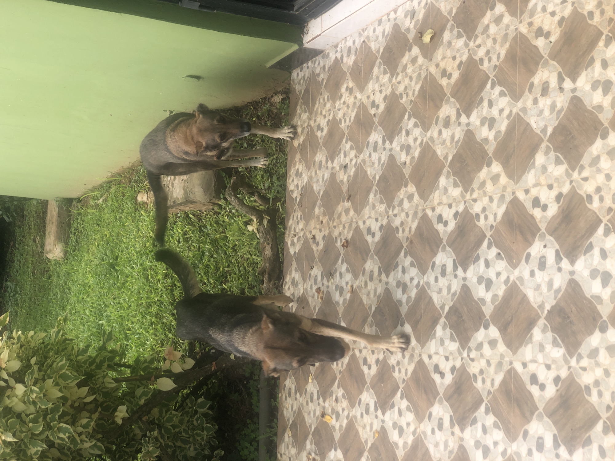Two mixed-breed dogs are in the foreground and midground of the image. The dog on the left is a German Shepherd mix, walking towards the camera, with its head down. The dog on the right is a leaner, lighter-colored mix, also facing the camera, and appears to be sniffing the ground. They are standing on a tiled patio area with a diamond pattern of brown and grey stones. Behind the patio is a grassy area with some fallen leaves and a tree with variegated green and white leaves on the left. In the background, a light green wall of a building runs horizontally across the frame. The scene appears to be an outdoor residential or backyard area in Lagos, Nigeria.