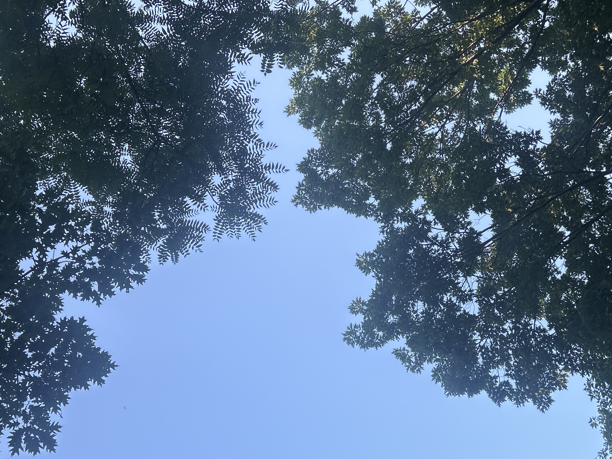 The image displays a clear, bright blue sky with the silhouettes of dark green tree branches and leaves filling the upper portion and the right side of the frame. The foliage is dense, with some areas allowing glimpses of the sky through the canopy. The perspective is looking upwards into the trees. There are no people, buildings, or other objects visible in the frame. The scene appears to be outdoors, likely in a park or forested area, given the abundance of trees. The image does not provide any specific visual cues that would allow for an identification of its location within Montreal, Canada.