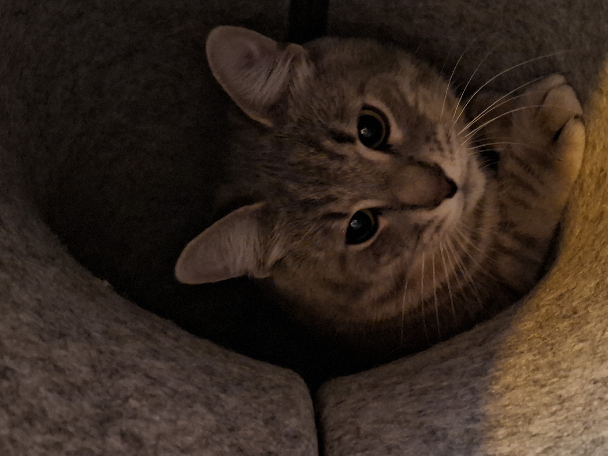 A domestic short-haired cat with tabby markings is curled up in a soft, circular bed. The cat's face is turned towards the camera, with large, dark eyes and prominent whiskers. The bed is made of a plush, grey material and appears to be enclosed, creating a cozy space for the cat. The lighting is dim, with a warm glow illuminating the foreground where the cat is situated. The background is dark and indistinct. This image appears to be taken indoors, likely in a residential setting. There are no people or other animals present. There is no information in the image that would allow for the determination of its location in Zemun Urban Municipality, Serbia.