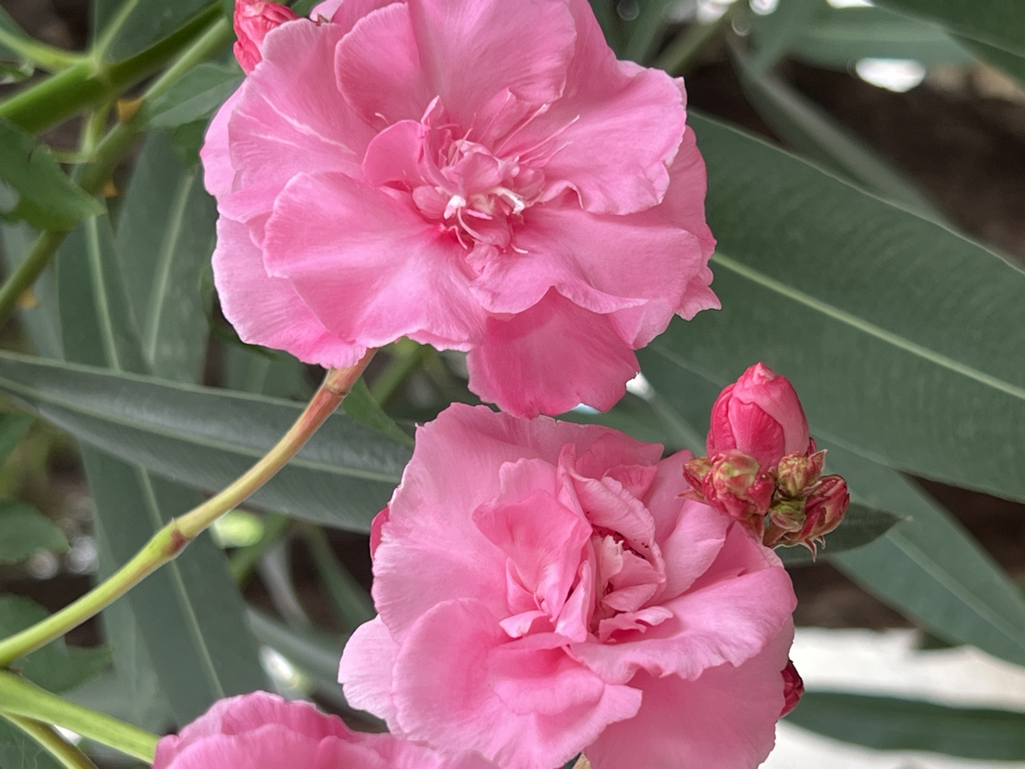 Two vibrant pink oleander flowers bloom prominently in the foreground against a backdrop of lush green leaves. The flowers are in various stages of bloom, with one fully open and showcasing its delicate petals, while another appears to be a developing bud. The image is captured in close-up, highlighting the intricate details of the flowers. The background suggests an outdoor setting, likely a garden or natural environment. There are no people or animals visible in the image. The scene is tranquil and serene, focused solely on the beauty of the flowers.