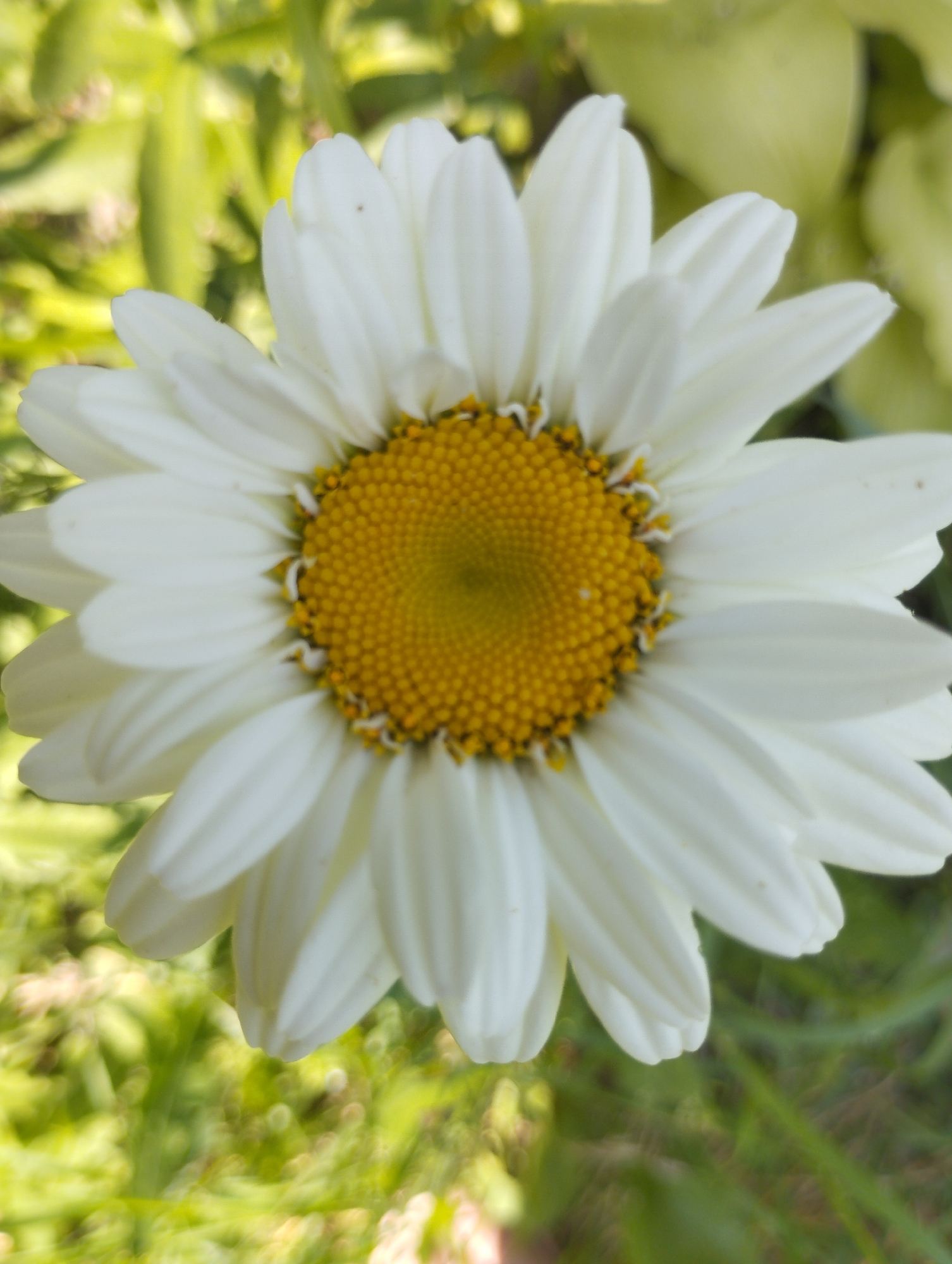 A close-up, vertical shot showcases a daisy with a bright yellow center and white petals against a blurred green background. The daisy is positioned centrally in the frame, its petals fanned out. The background suggests an outdoor environment, possibly a garden or field, with soft, out-of-focus foliage. The image does not contain any people, actions, or interactions.