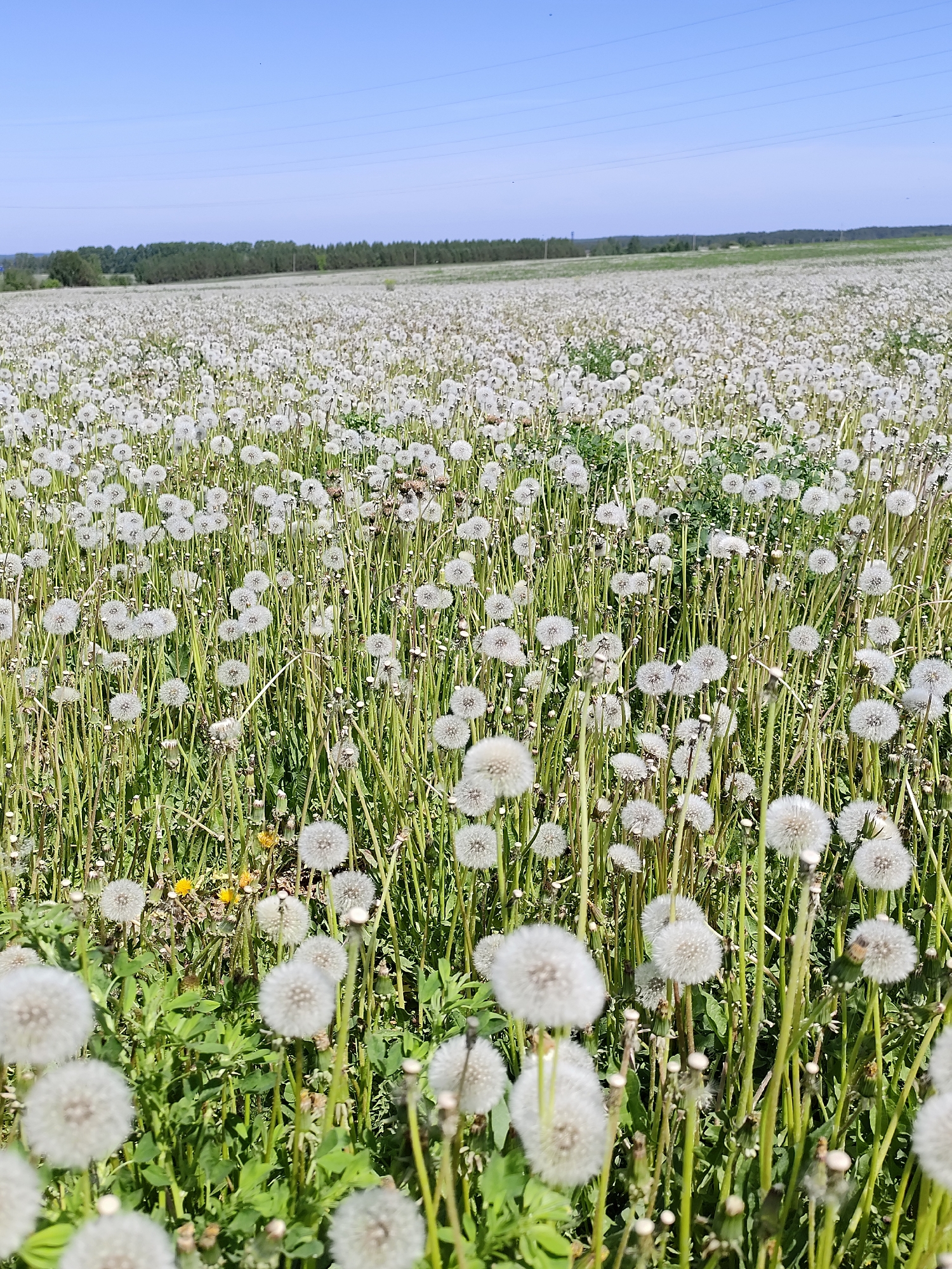 The image shows a field of dandelions, many of which have gone to seed. The plants are dense and cover the entire field. In the background, a line of trees is visible along the horizon under a clear blue sky. Power lines stretch across the sky above the trees. The location is Фоки, Russia.