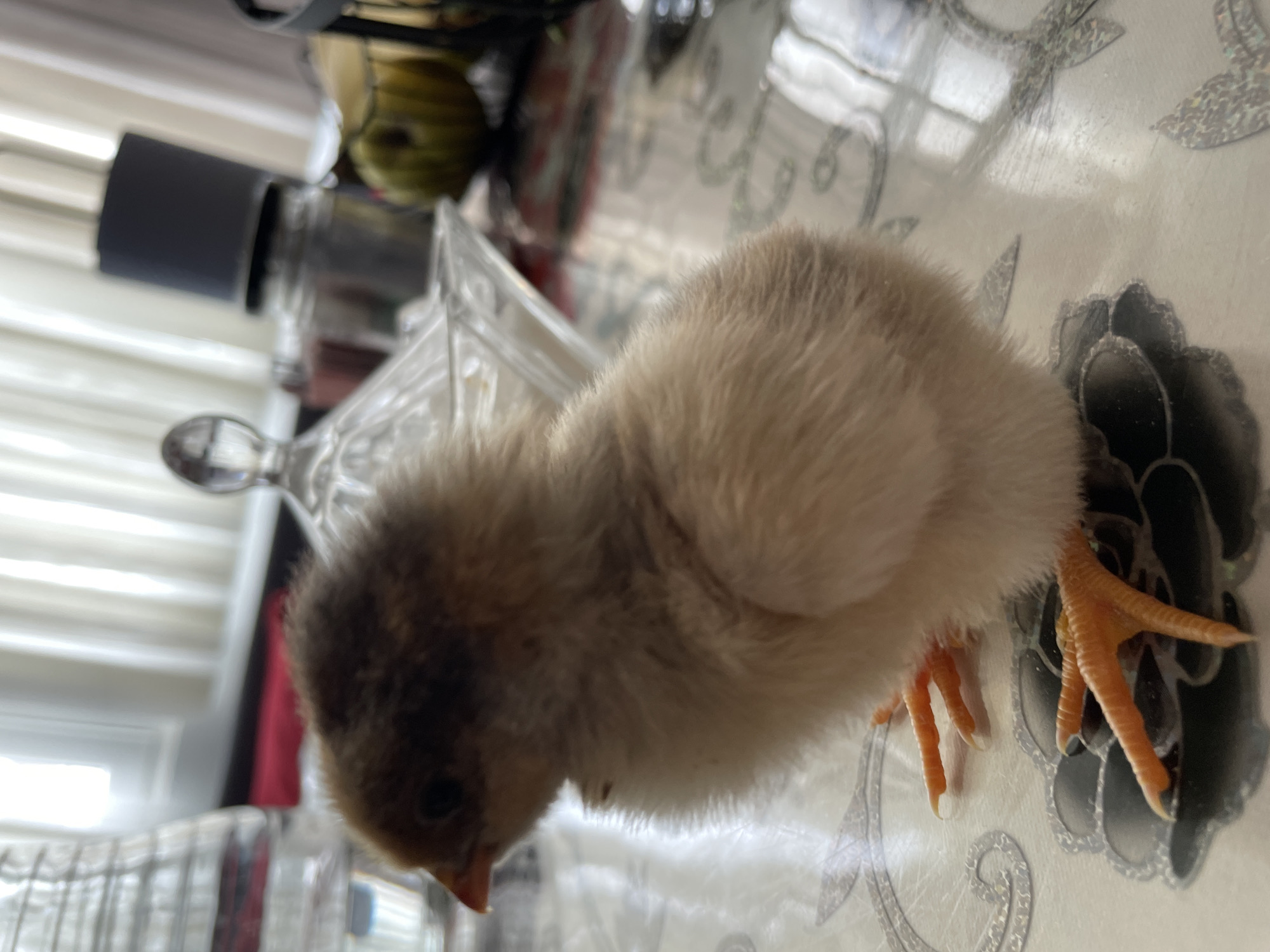 The original image features a fluffy baby chick standing on a patterned surface within an indoor setting in Zlatograd, Bulgaria. The chick, the central subject, is covered in soft, downy feathers, predominantly light creamy white on its body, transitioning to a darker brownish-grey on its head and neck. It has a small, light orange-pink beak and dark eyes, and its visible legs and feet are bright orange with distinct claws. The chick is captured looking downwards, appearing to investigate the surface it stands on.
The surface beneath the chick is a light-colored, possibly reflective, material such as a tablecloth or table, embellished with intricate, swirling, leaf-like or floral patterns in a metallic silver or grey tone. The background is softly blurred but reveals several household objects. To the chick's left, a clear, faceted glass or crystal container, perhaps a decorative dish or sugar bowl, is partially visible. Further back and to the left, a dark cylindrical object and a white, ribbed structure, likely window blinds or curtains, are present. On the opposite side of the background, indistinct greenish-yellow, round objects, possibly small fruits like limes or apples, can be subtly discerned.
The scene depicts a calm, domestic environment, likely illuminated by natural daylight. No specific activity beyond the chick's presence is evident. There is no visible text in the image.