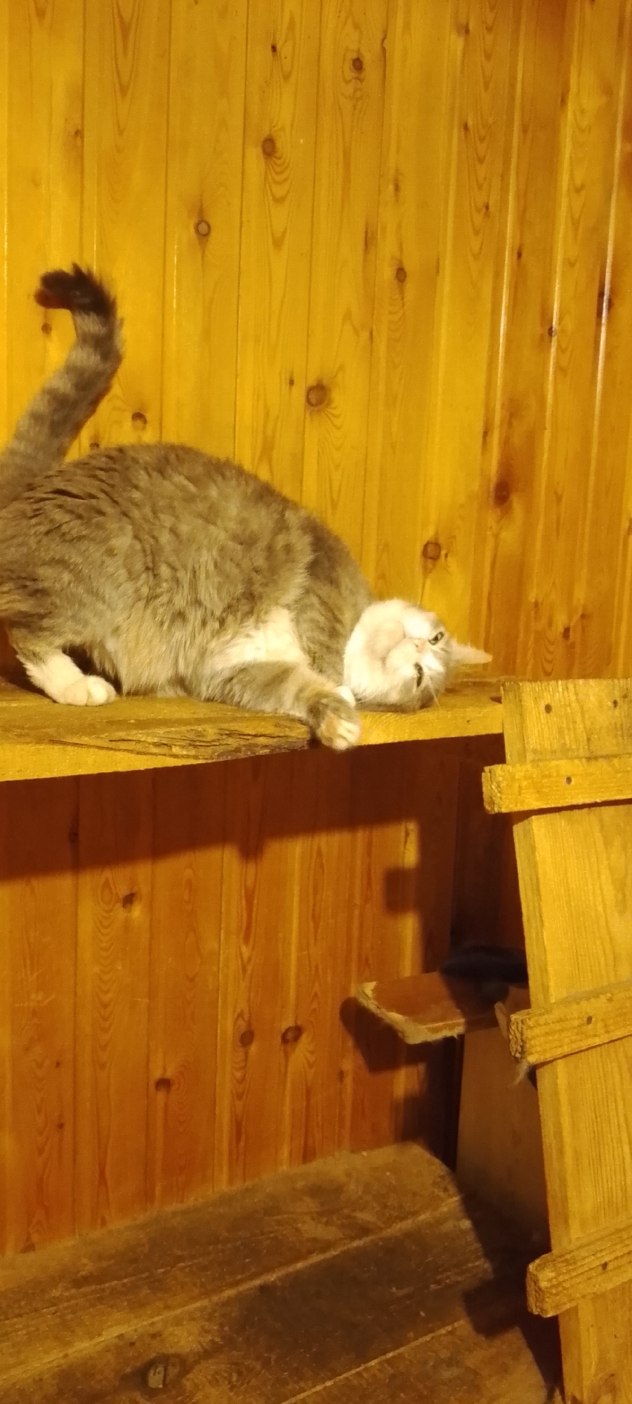 A grey and white cat is lying on its back on a wooden shelf, with its head tilted back and eyes open. The cat is in the center of the frame, and its body extends to the left and right. The background is a wooden wall with vertical planks. To the right of the cat is a wooden structure that appears to be part of a multi-level cat tree or shelving unit. The lighting is warm, suggesting indoor lighting or a dimly lit environment. The image was taken in Belgorod, Russia.