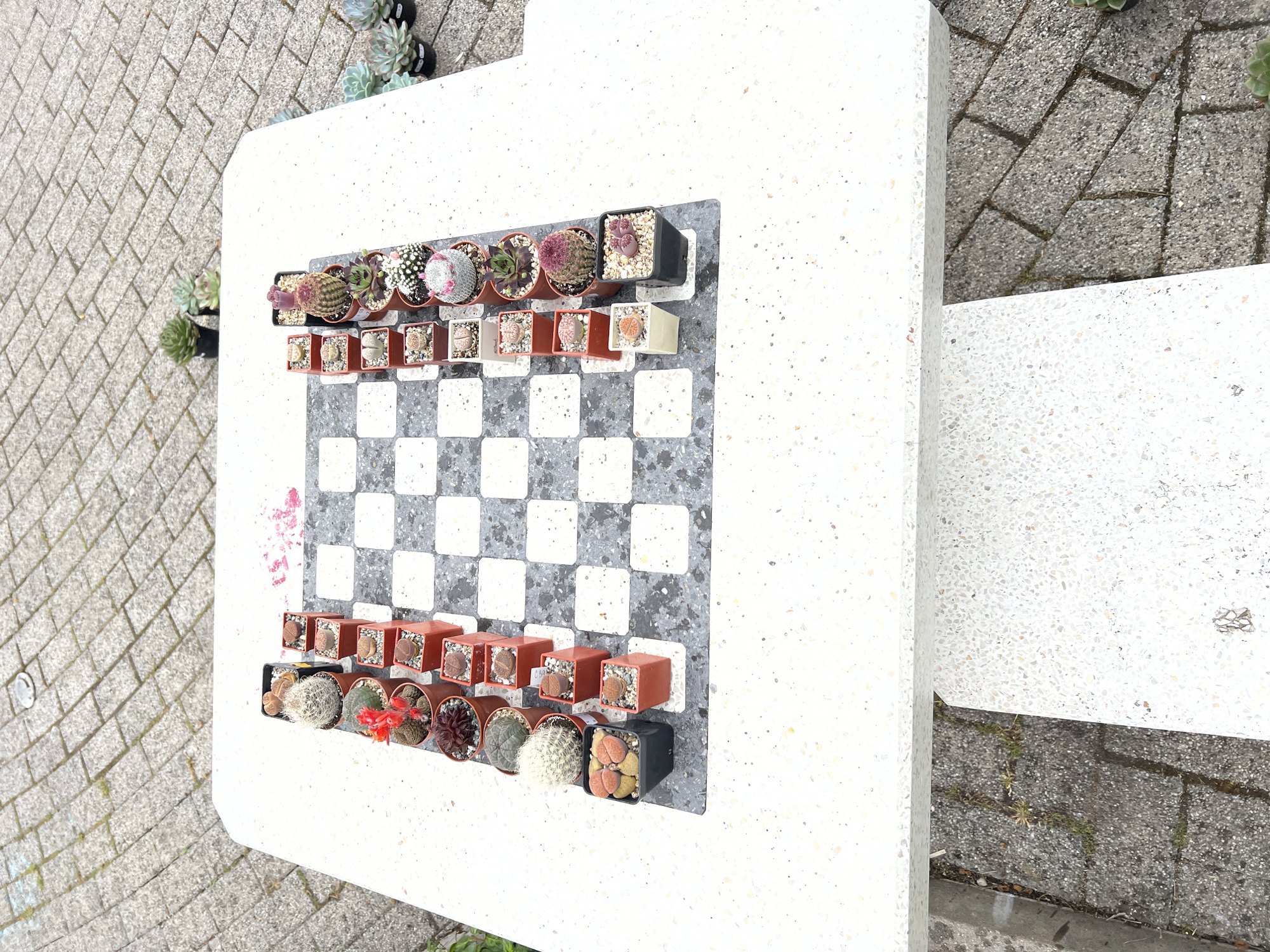 A high-angle shot depicts a chess set comprising small, potted succulents and cacti, placed on a white stone table with a speckled surface. The chessboard itself is embedded in the table and has alternating grey and white square tiles. The succulents and cacti serve as the chess pieces, arranged in their initial positions.
The setting appears to be outdoors, as evidenced by the paving stones on the ground surrounding the table. Additional potted succulents are visible in the upper left corner. The chess set table is situated adjacent to a matching white stone bench.
While the exact location in Burgas, Bulgaria, cannot be pinpointed from the image alone, the setting is consistent with an outdoor public space in the city.