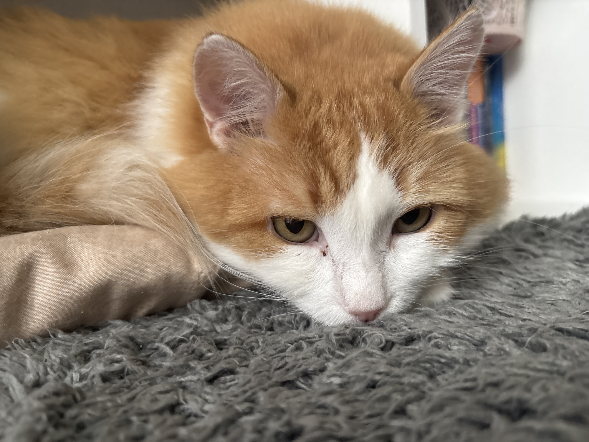 An orange and white cat is lying down on a gray furry blanket and a beige cushion. The cat's head is resting on the cushion, and its eyes are open, looking forward. The cat has green eyes and white whiskers. The background is blurred, but it appears to be an indoor setting with some objects on a shelf. The image is a close-up shot, focusing on the cat's face. There is no information available about the location in the city of Zheleznogorsk, Russia.