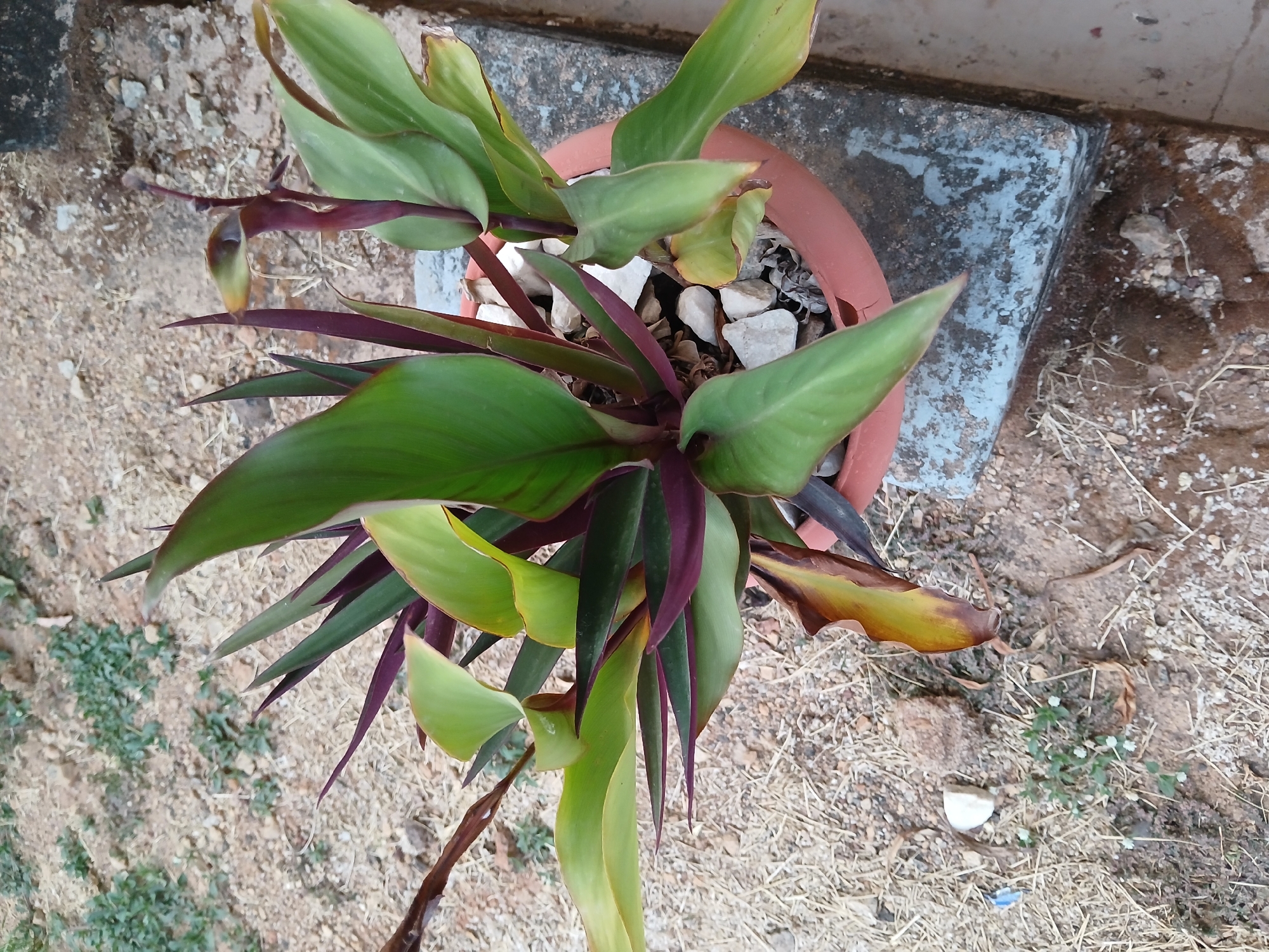 The image shows a potted plant with green and purple leaves, possibly a type of canna lily or similar plant. The plant is in a terracotta-colored pot, and the soil surface is covered with small white rocks. The pot is placed on a gray, weathered concrete surface. The surrounding ground is dry and covered with straw or dead plant matter. There is some sparse green vegetation in the background. The location is possibly in Jos, Nigeria.