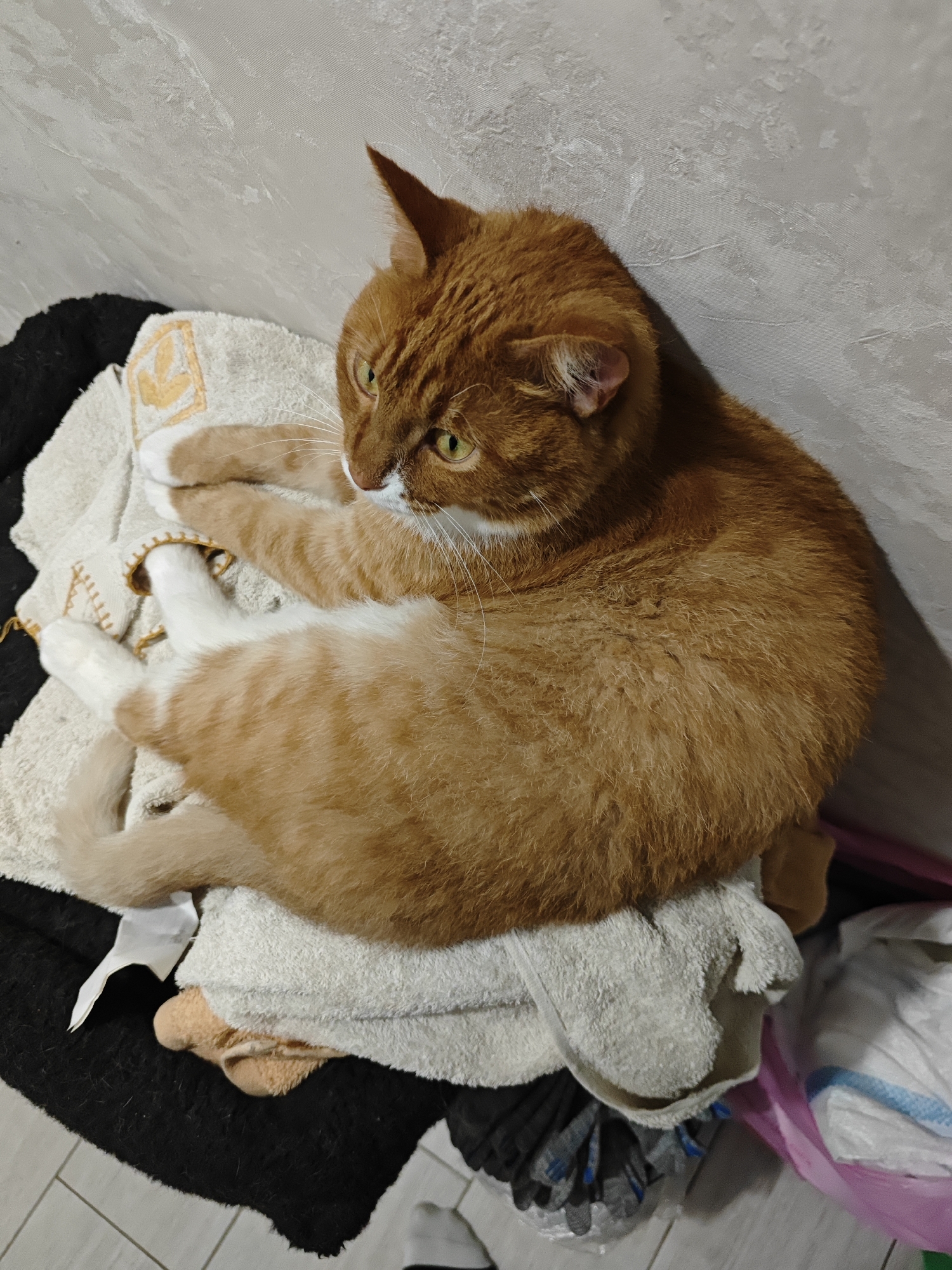An orange and white cat is lying on top of a pile of laundry. The cat is curled up and appears to be resting. The laundry is a mix of colors, including black, white, and beige. The cat's paws are visible and it has yellow eyes. The background is a plain wall. The image was taken in Borovsk, Russia.