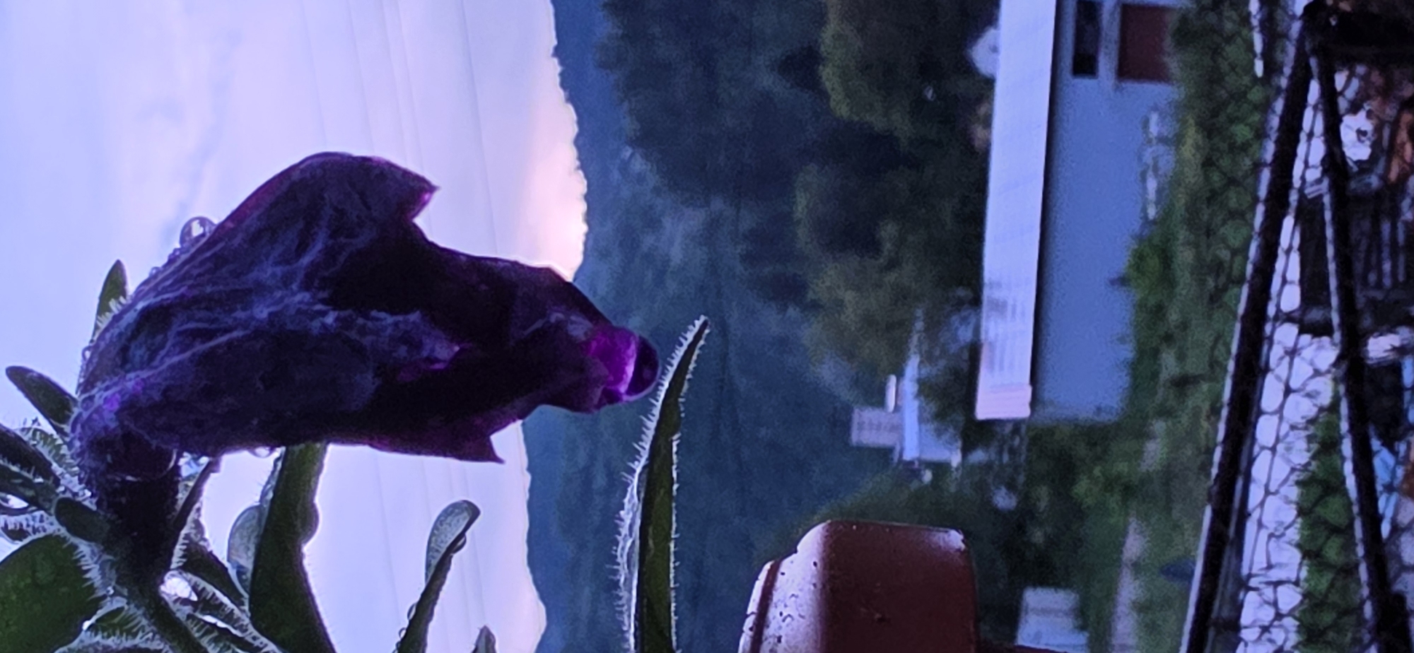 The image shows a close-up of a purple flower in a pot, possibly outdoors on a balcony. The flower has water droplets on it. In the background, there is a mountain range and a blurry view of buildings. The buildings and the presence of a mountain backdrop suggest the location could be in a mountainous region. The presence of a window frame or part of a balcony in the right side of the image further suggests the perspective is from inside a building, looking out. The city of Rudozem in Bulgaria is a possible location based on its geography. The scene is relatively calm and quiet. There are no people visible in the image. The focus is on the flower, emphasizing its color and texture.