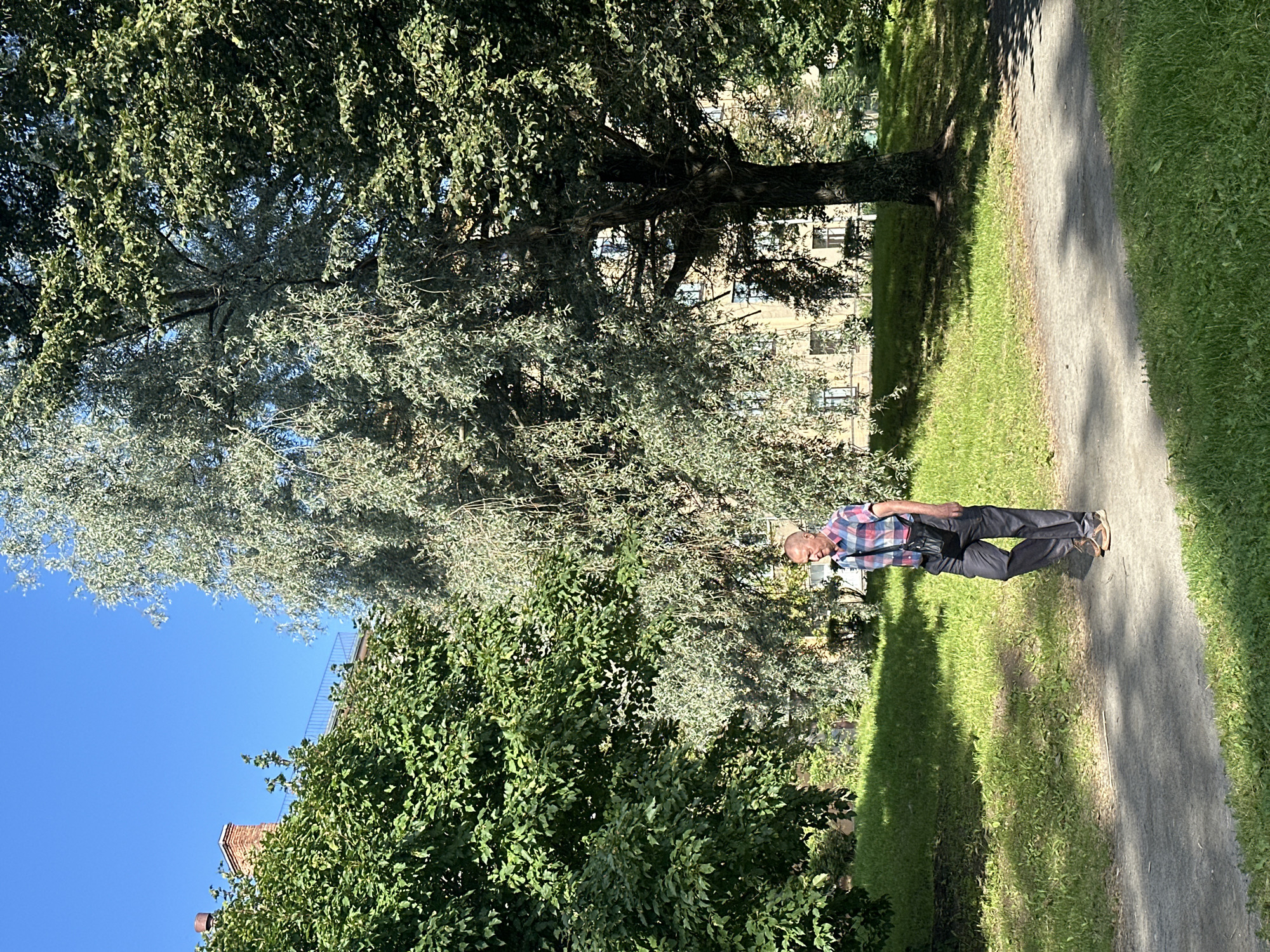 An elderly Caucasian man with short grey hair is walking along a paved path in a park on a sunny day. He is wearing a short-sleeved, checkered shirt in shades of pink, blue, and white, dark grey trousers, and brown casual shoes. He has a dark shoulder bag slung across his body. The park features a large, mature tree with distinctive silvery-green leaves to the right of the man, and a denser green tree to the left. Behind the trees, a light-colored, multi-story building with visible windows can be seen. The ground is covered in lush green grass, with areas of dappled sunlight and shadow from the trees. The sky is clear and blue. The scene appears to be located in Petrozavodsk, Russia.