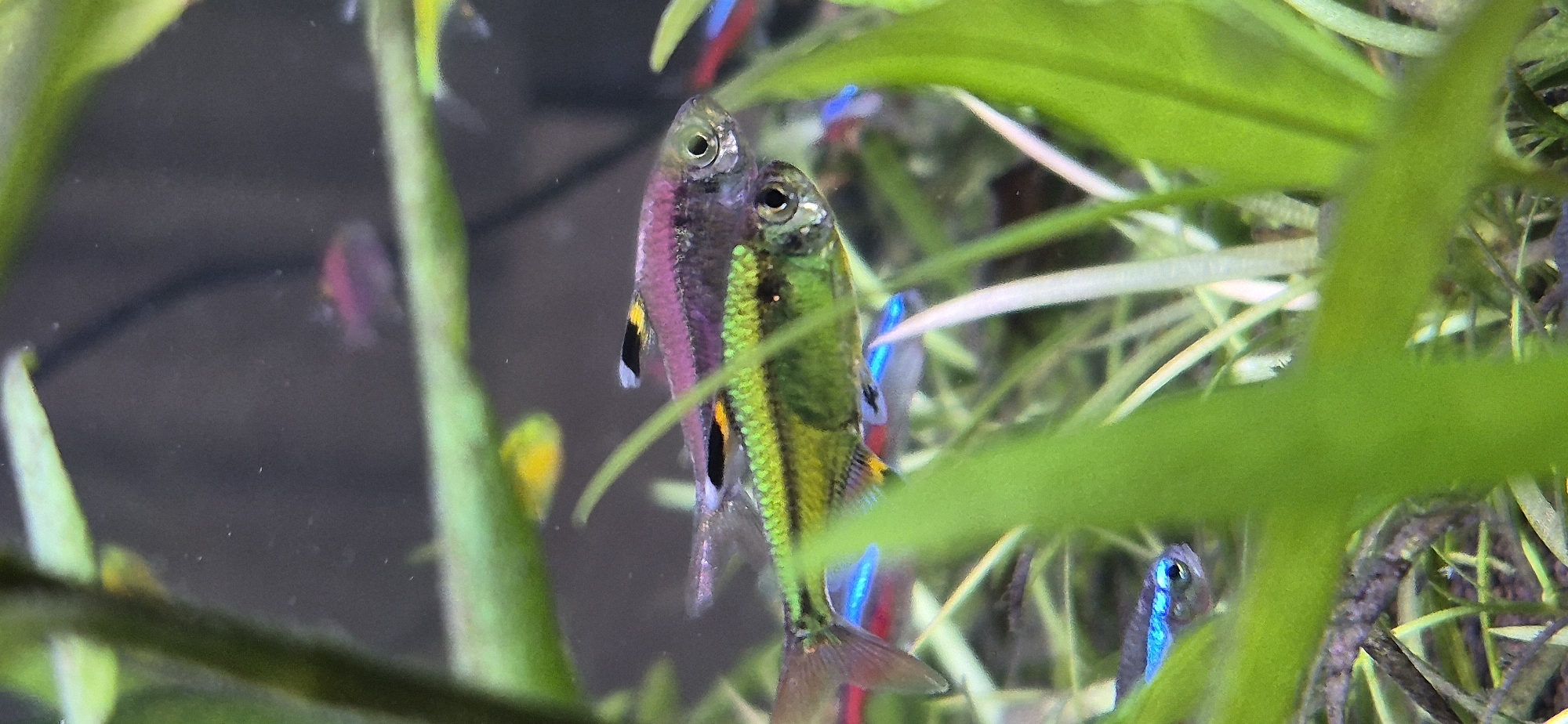 The image depicts a close-up view of an aquarium. Two fish are prominently featured, swimming one above the other. The upper fish has a purplish body with a yellow and black stripe on its dorsal fin. The lower fish is predominantly green with yellow and black stripes along its body. Both fish have visible eyes. Several aquatic plants, with varying shades of green, are interspersed throughout the scene, some appearing blurred due to their proximity to the camera or movement. In the background, out of focus, other fish and aquatic elements are faintly visible. There is no information provided in the image or its accompanying text that relates to the city of Ussurijsk, Russia.