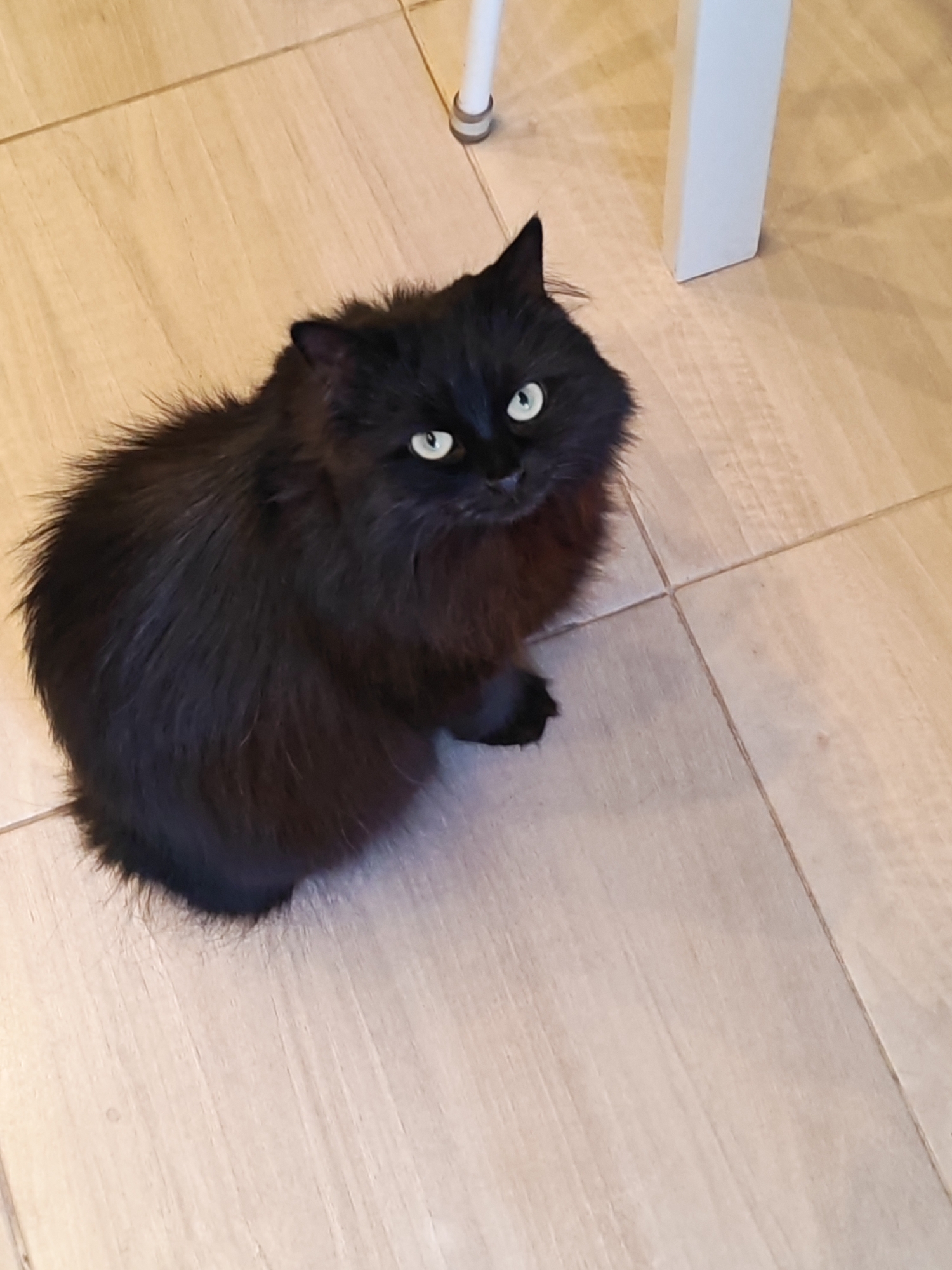 A black, long-haired cat with green eyes is sitting on a tiled floor. The cat is positioned in the lower left quadrant of the image, looking upwards and slightly to the right. A white table leg is visible in the upper right portion of the frame, and the floor appears to be light-colored wood-look tiles. The scene is indoors.