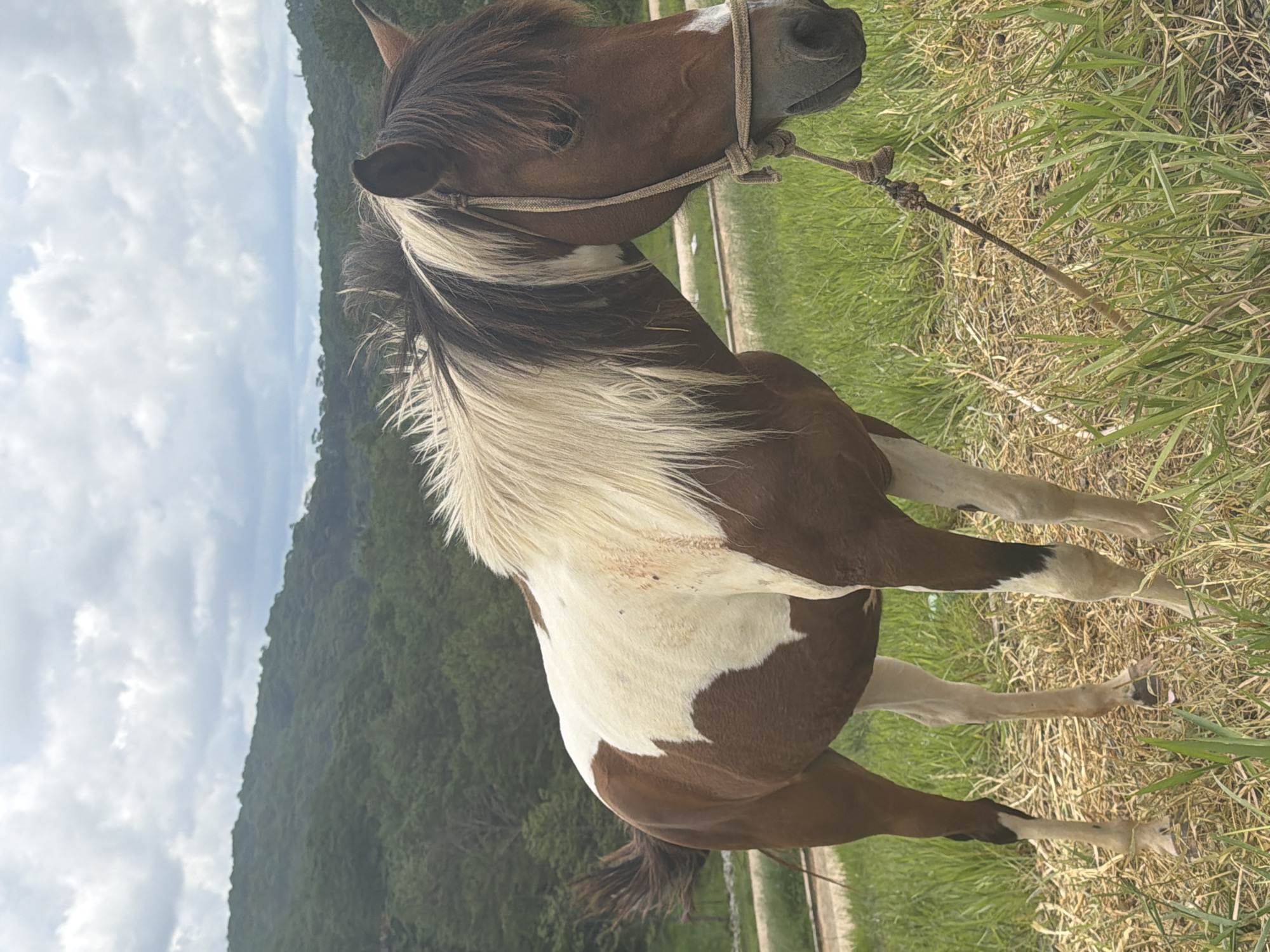 A piebald horse stands in a grassy field with a brown and white coat and a tan rope halter. The horse's mane is a mixture of brown and blonde. In the background, a lush green, forested hillside is visible under a cloudy sky. The horse is positioned in the foreground, facing right. The field is covered with dry grass and some green grass. The terrain appears to be on the outskirts of Da Lat, Vietnam, with rolling hills characteristic of the region.