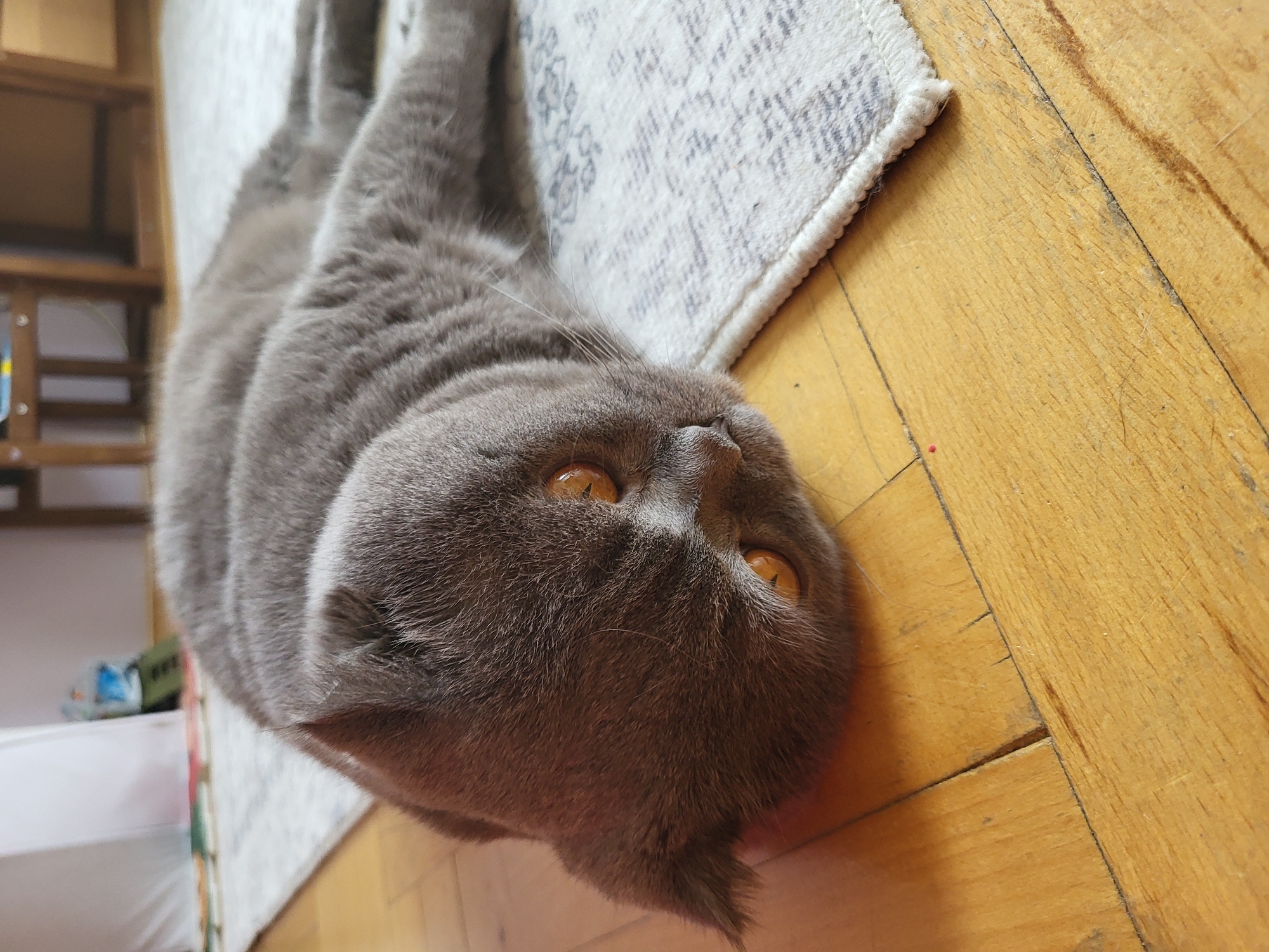 A grey Scottish Fold cat lies on a wooden floor, partially on a light-colored rug. The cat's head is turned to the side, with its large, amber eyes looking downwards. Its ears are folded forward, characteristic of the breed. The rug has a subtle grey pattern. The wooden floor appears worn, with visible planks and grain. In the background, out of focus, there is a white curtain and some furniture. The lighting suggests an indoor setting, possibly in a home.