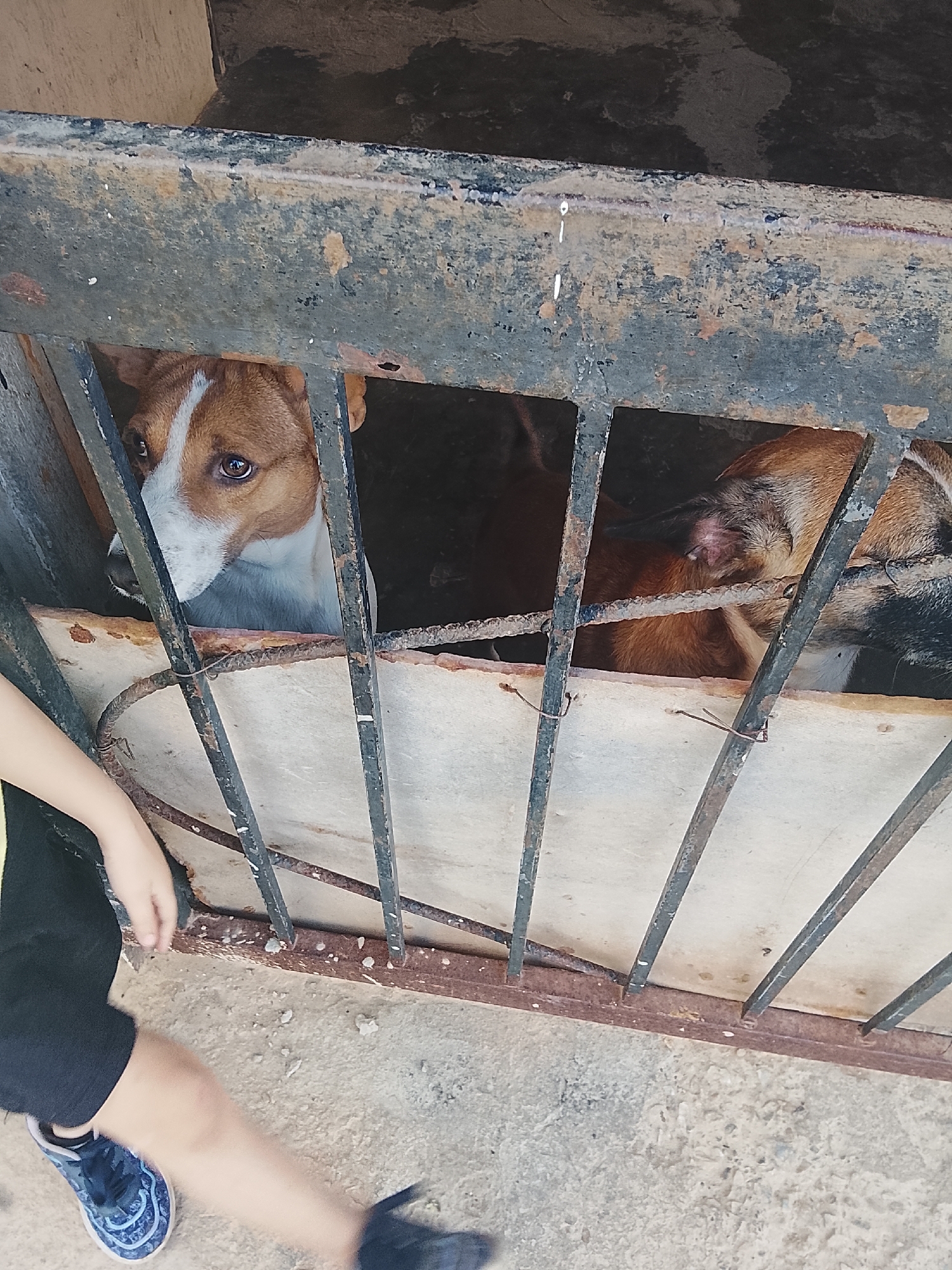 The image shows a rusted metal cage containing at least three dogs. One dog is predominantly brown and white, with its face clearly visible peering through the bars. Another dog, mostly brown, is partially visible to the right of the first dog. A third, darker-colored dog is also visible. The cage appears to be weathered, with visible rust and discoloration. A child is partially visible to the lower left of the image, with a hand reaching towards the cage and a leg with a blue and black sneaker. The background is out of focus, but appears to be a wall or enclosure of some kind. The location is Altagracia, Venezuela.