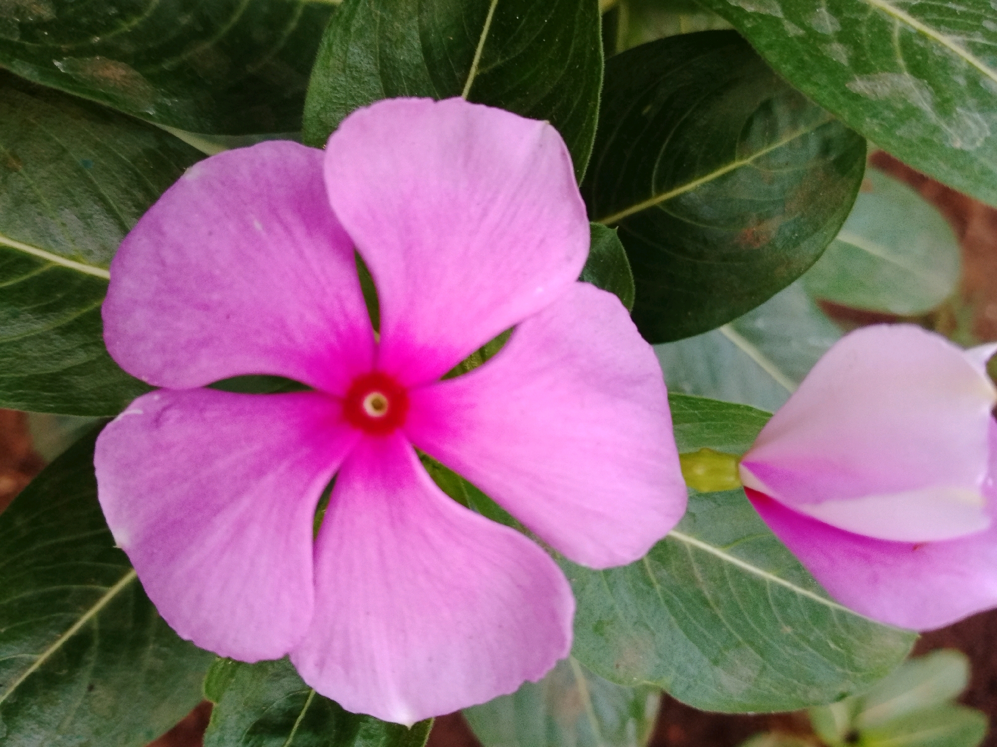 A close-up, eye-level shot captures a vibrant pink periwinkle flower in full bloom, dominating the foreground of the image. The flower's five petals are a soft pink, transitioning to a deeper fuchsia at its center, where a tiny yellow-orange stamen is visible. Surrounding the prominent flower are lush, dark green leaves with prominent veins, some slightly speckled with brown. To the right, partially obscured by the main flower, is another periwinkle bloom, also pink but facing away from the camera, its petals unfurling in a softer hue. The background is a blur of earthy brown and lighter green, suggesting a natural outdoor setting. The image appears to be taken in Gebang, Indonesia, where periwinkle flowers are commonly found in gardens and natural landscapes. There are no people or animals present.