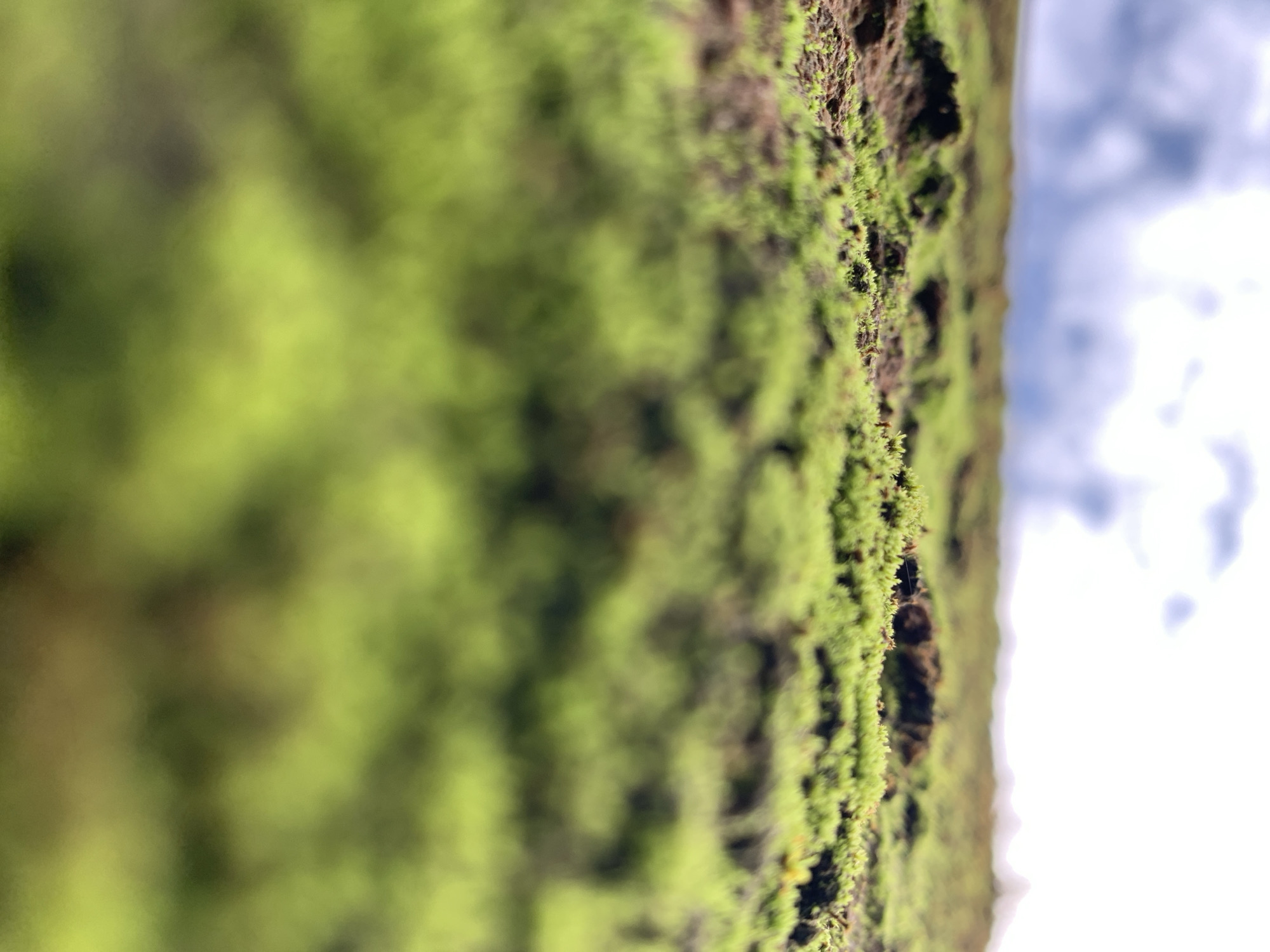 This image, taken in Rafin Par, Nigeria, displays an extreme close-up of vibrant green moss or small plant growth adhering to a textured, dark brown substrate, likely rock or bark. The perspective is from a low angle, looking upwards. The lower portion of the moss and its immediate substrate are in sharp focus, revealing individual plant structures and the rough surface texture. Above this focused area, the green foliage gradually blurs into an indistinct background of vibrant green. Below the moss-covered surface, the image transitions sharply to a heavily out-of-focus background, consisting of a blurred sky with diffuse white and light blue cloud formations. There are no discernible people, animals, man-made objects, or explicit actions depicted.