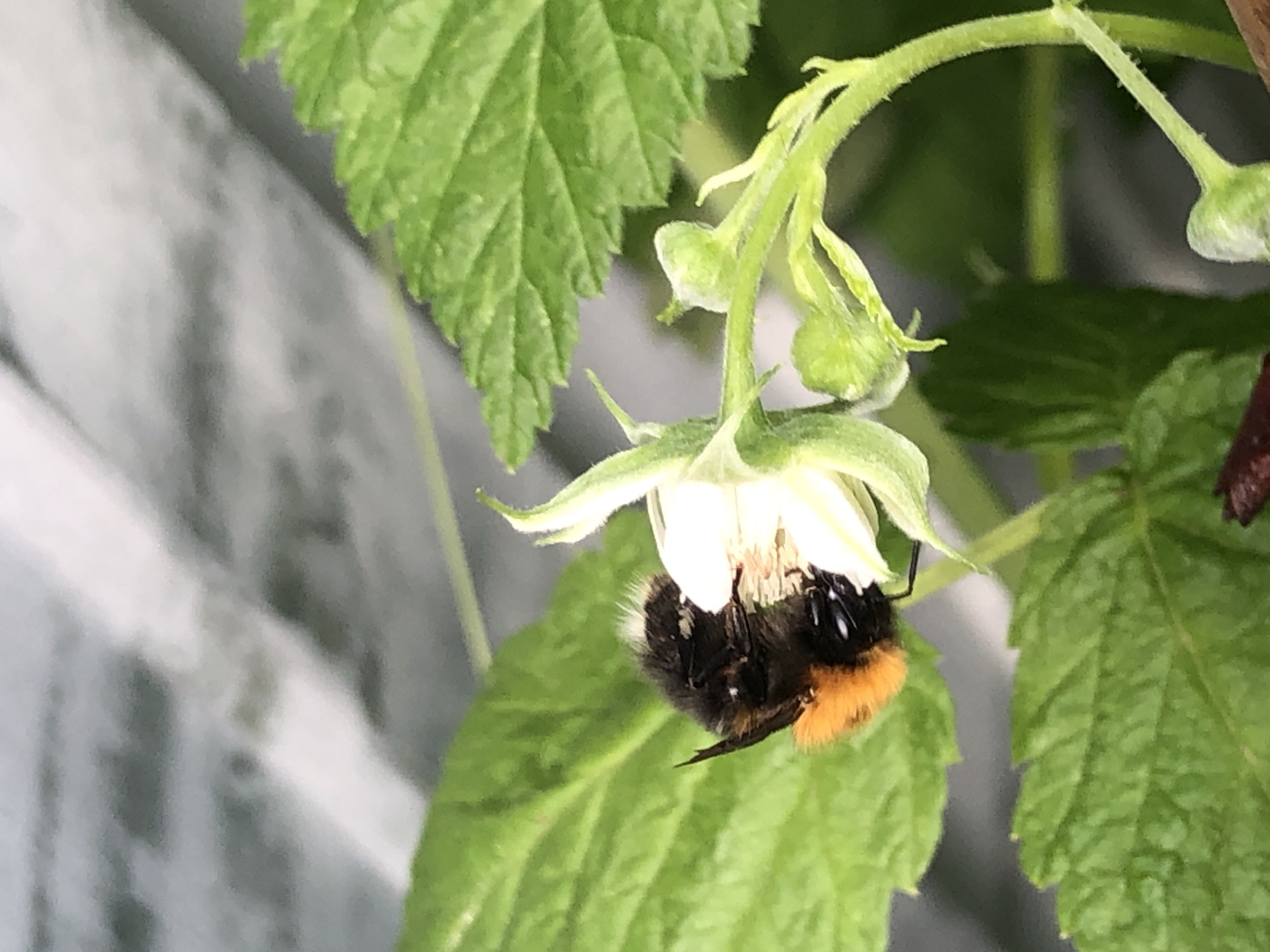 A bumblebee with black and orange markings is perched on a white flower. The bumblebee is partially obscured by the flower and is facing away from the camera, with its fuzzy posterior and tail visible. The flower is delicate with white petals and a yellow center. The bumblebee appears to be collecting nectar. The image also shows green leaves of a plant and a blurred background of a light-colored, textured surface, possibly a wall or fence. The scene is naturalistic, suggesting an outdoor setting.