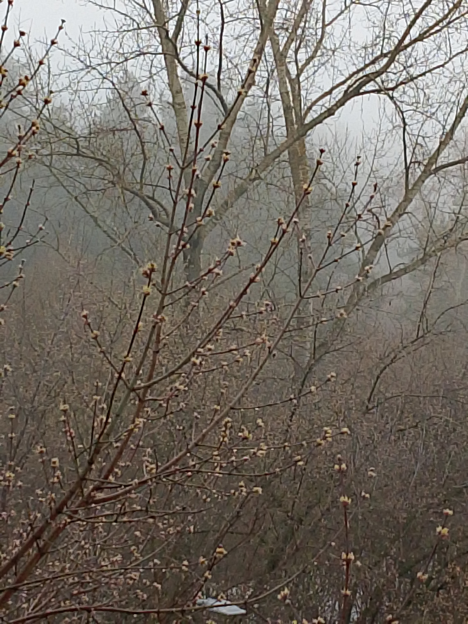 The image shows a foggy outdoor scene, likely in a wooded area. Numerous bare trees and branches are visible, with some beginning to bud. The overall color palette is muted, consisting primarily of browns, grays, and whites due to the fog. The foreground features smaller branches with emerging buds, while the background shows larger trees obscured by the fog. Based on the image alone, it's not possible to confirm the location as Izhevsk, Russia. The scene depicts a transitional period, likely early spring, where vegetation is starting to awaken from winter dormancy.
