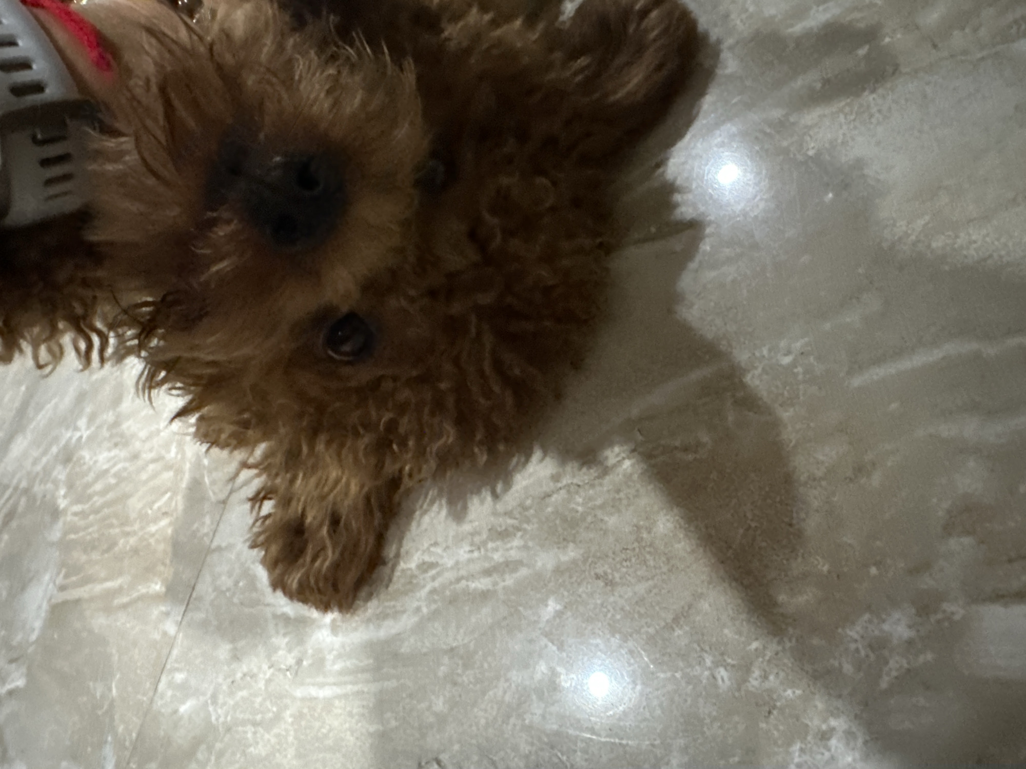The image shows a brown, curly-haired dog lying on a light-colored, marble-patterned floor. The dog's face is prominent, with a visible black nose and one eye clearly visible. A gray and red object, possibly a harness or collar, is partially visible near the top-left corner of the image. The dog casts a shadow on the floor. The image was likely taken indoors. There is no verifiable information about the city of Bac Nha Trang Ward, Vietnam.