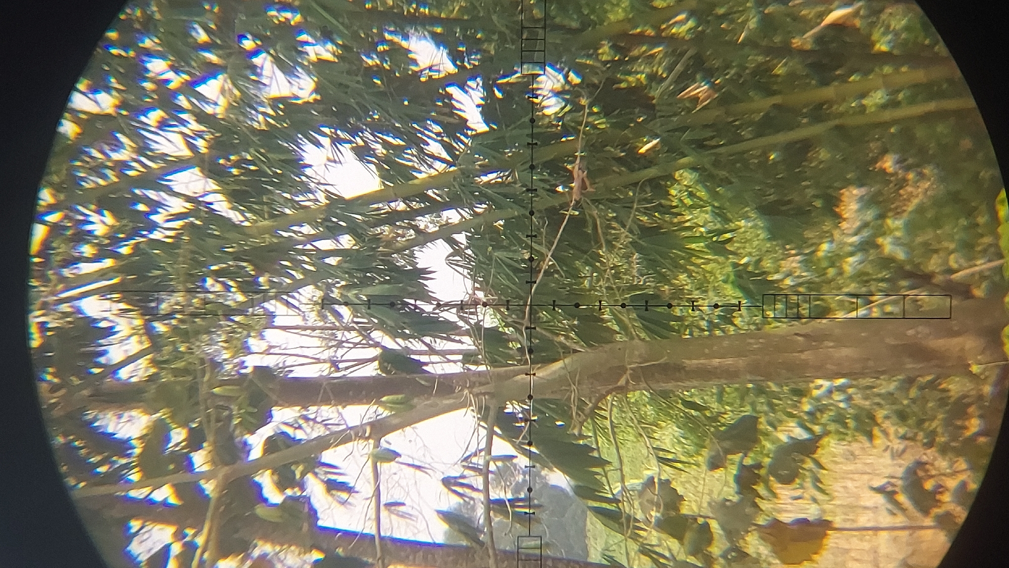 The image is a close-up view through a telescopic sight, showing a dense bamboo forest. The reticle of the scope is visible, indicating a target is being sighted. The foliage is lush and green, with tall bamboo stalks dominating the scene. The lighting suggests it is daytime, with the sun filtering through the leaves. The image is slightly out of focus, possibly due to atmospheric conditions or the limitations of the magnification. The overall impression is one of natural wilderness. No specific location in Restu Baru, Indonesia can be determined from the image alone.