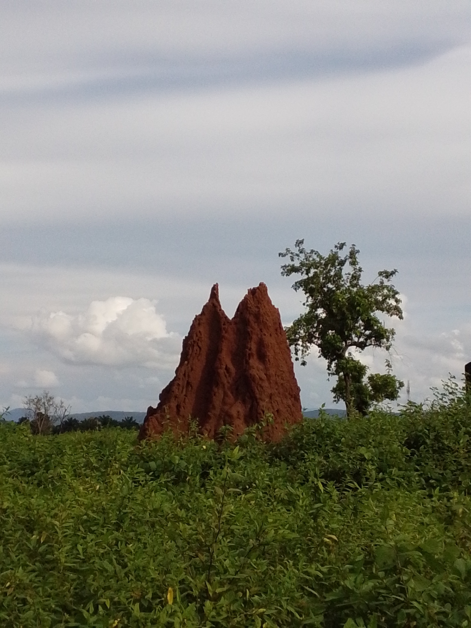 A termite mound, reddish-brown and conical with two distinct peaks, dominates the center of the frame, rising from a dense field of green foliage. To the right of the mound, a medium-sized tree with a full canopy of green leaves stands against a pale, overcast sky. The background reveals distant, hazy green hills and more trees. The scene appears to be in a rural area, possibly in or near Serti, Nigeria, given the typical landscape features. No people or animals are visible.