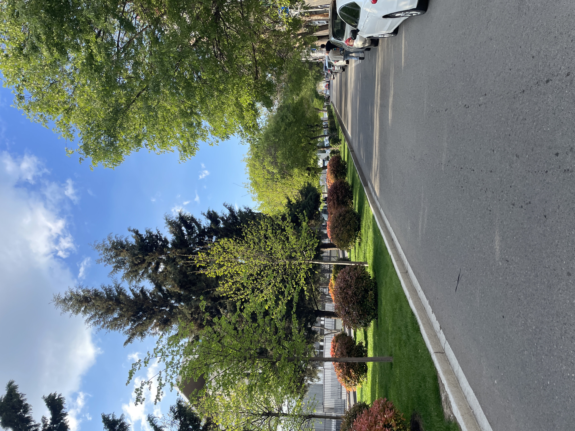 The image depicts a street scene in Tbilisi, Georgia. A paved asphalt road stretches from the foreground into the distance. The road is lined with parked cars on the right side. A strip of green grass separates the road from a row of trees and shrubs. The trees vary in species, with some being tall conifers and others with lighter green foliage. The shrubs are rounded and display a mix of green and reddish hues. The sky above is blue with scattered white clouds. People are visible standing next to the parked cars. Buildings can be glimpsed in the background. The scene appears to be taken on a sunny day, with shadows cast by the trees and cars.
