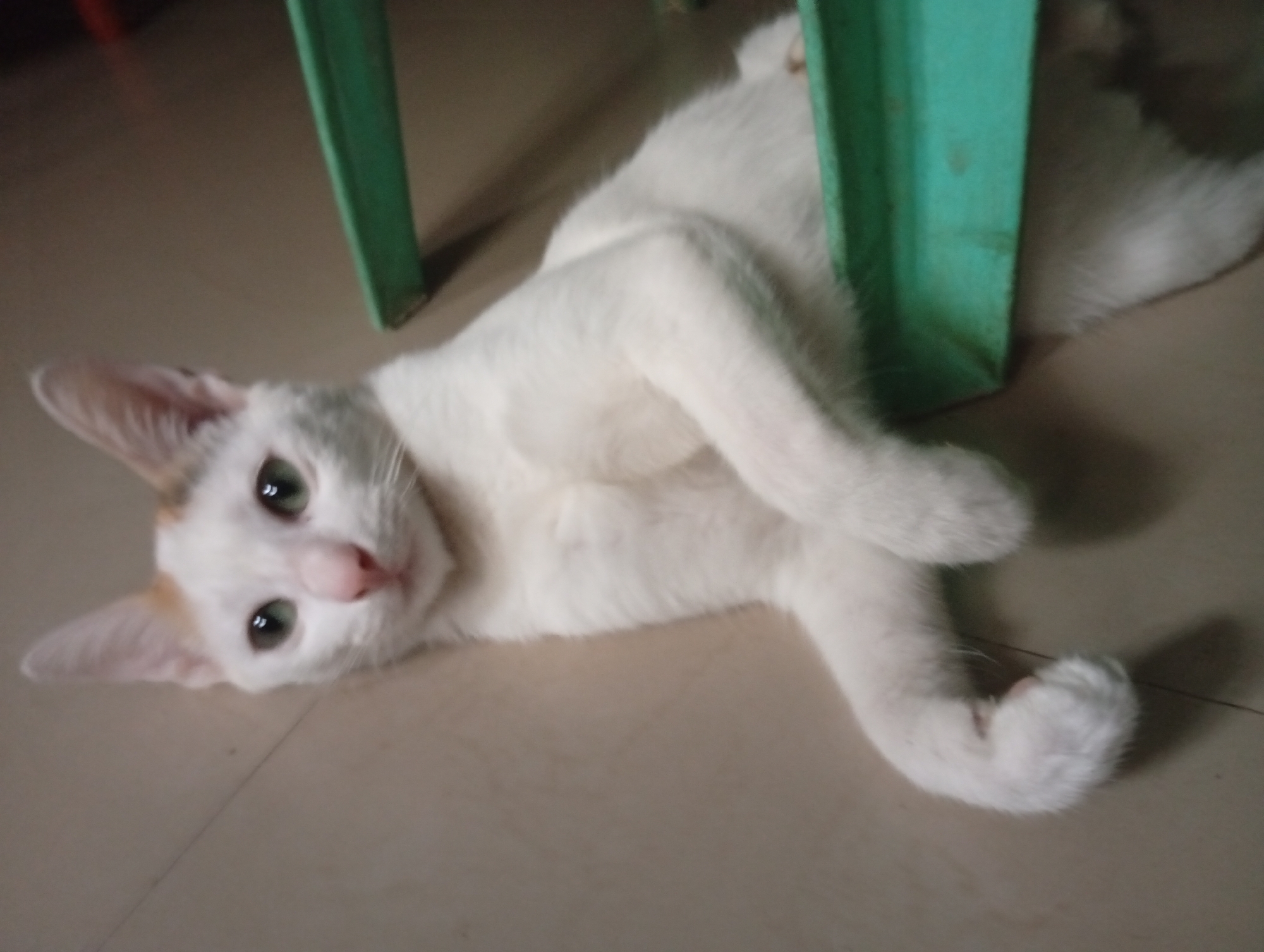 A white cat with green eyes is lying on its side on a light-colored tiled floor. The cat's body is mostly white with some light brown markings on its head. It is partially obscured by a bright green object, which appears to be a chair leg, located to the right of the cat. The cat is looking directly at the camera. The scene is indoors, likely in a residential setting in Cordon, Philippines.