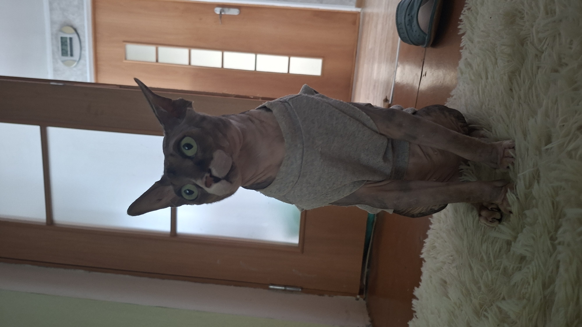 A sphynx cat is sitting upright on a cream-colored fluffy rug in a dimly lit indoor setting. The cat is wearing a grey sleeveless shirt and has wide, green eyes and large ears. Behind the cat, there is a wooden door with frosted glass panels, and to the right of the door, a wall-mounted clock displays the time as 12:35. The floor is wooden, and a blue slipper is visible on the floor to the right of the rug. The scene appears to be within a residential apartment in Myadzyel, Belarus.