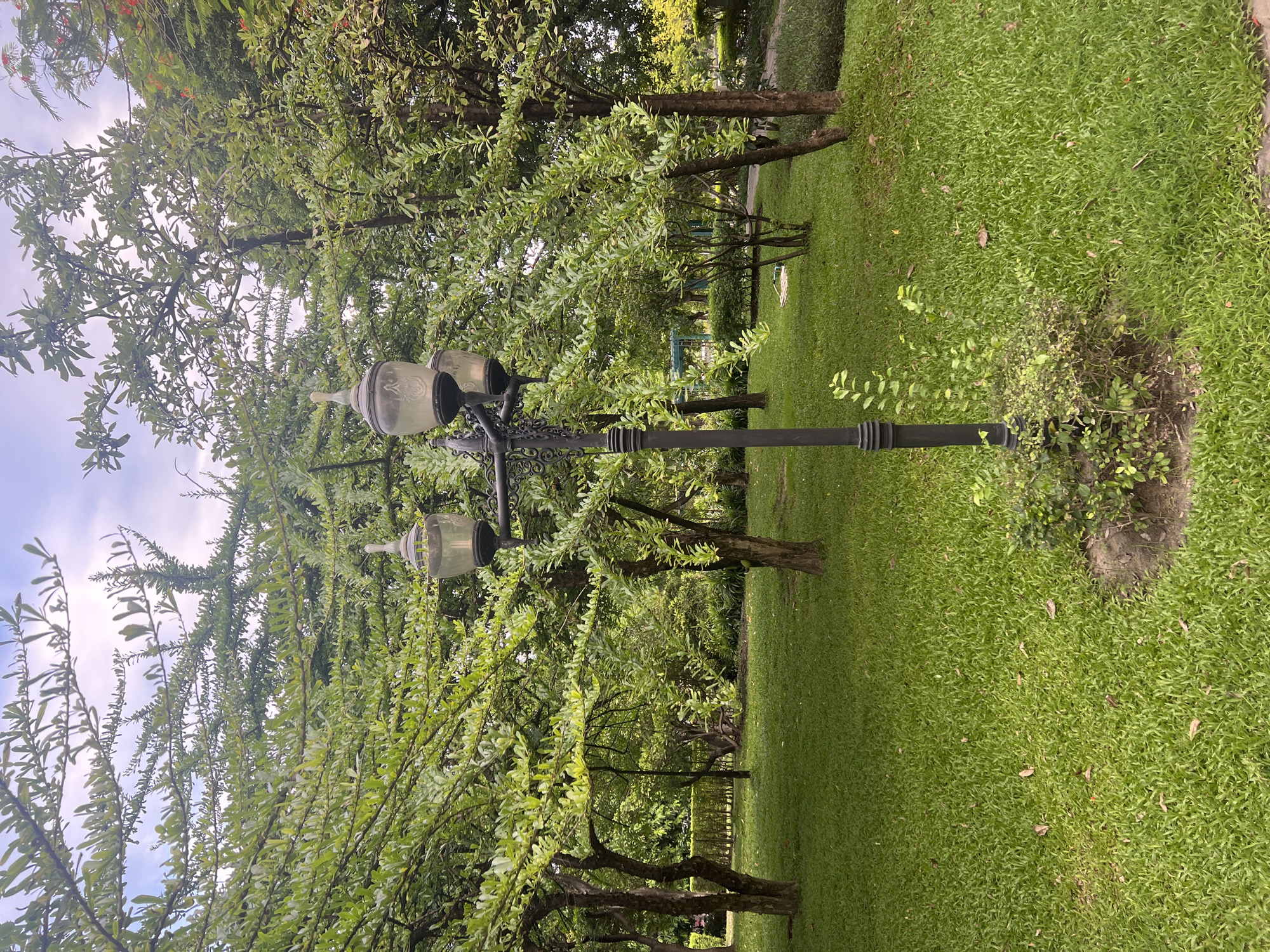 An eye-level, medium shot captures a black, ornamental lamppost standing in a grassy park on an overcast day. The lamppost, positioned slightly right of the center, is topped with three vintage-style lamps with ornate metalwork and glass shades. A small cluster of green bushes surrounds the base of the lamppost. The foreground is dominated by lush green grass, with scattered fallen leaves. Behind the lamppost, several trees with dense, green foliage create a natural canopy. In the background, more trees and vegetation are visible, along with a hint of a paved pathway and a distant structure. The scene appears tranquil and well-maintained, suggesting a public park setting. The specific city is unknown.