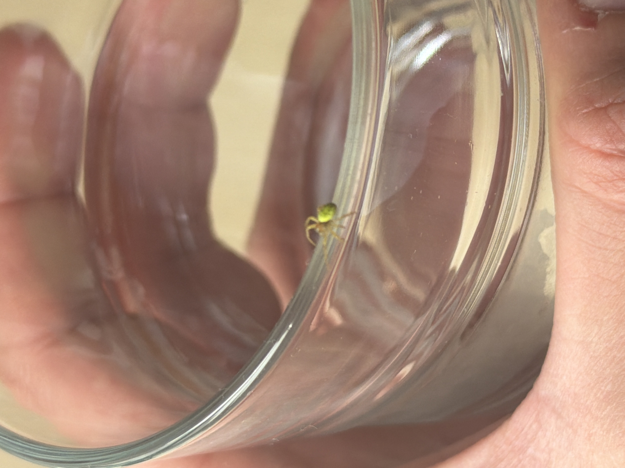 A human hand is holding a clear glass. A small, light green spider is on the inside rim of the glass. The background is blurry and out of focus, but appears to be a beige wall. The location is not identifiable from the image and cannot be determined to be Sofia, Bulgaria.