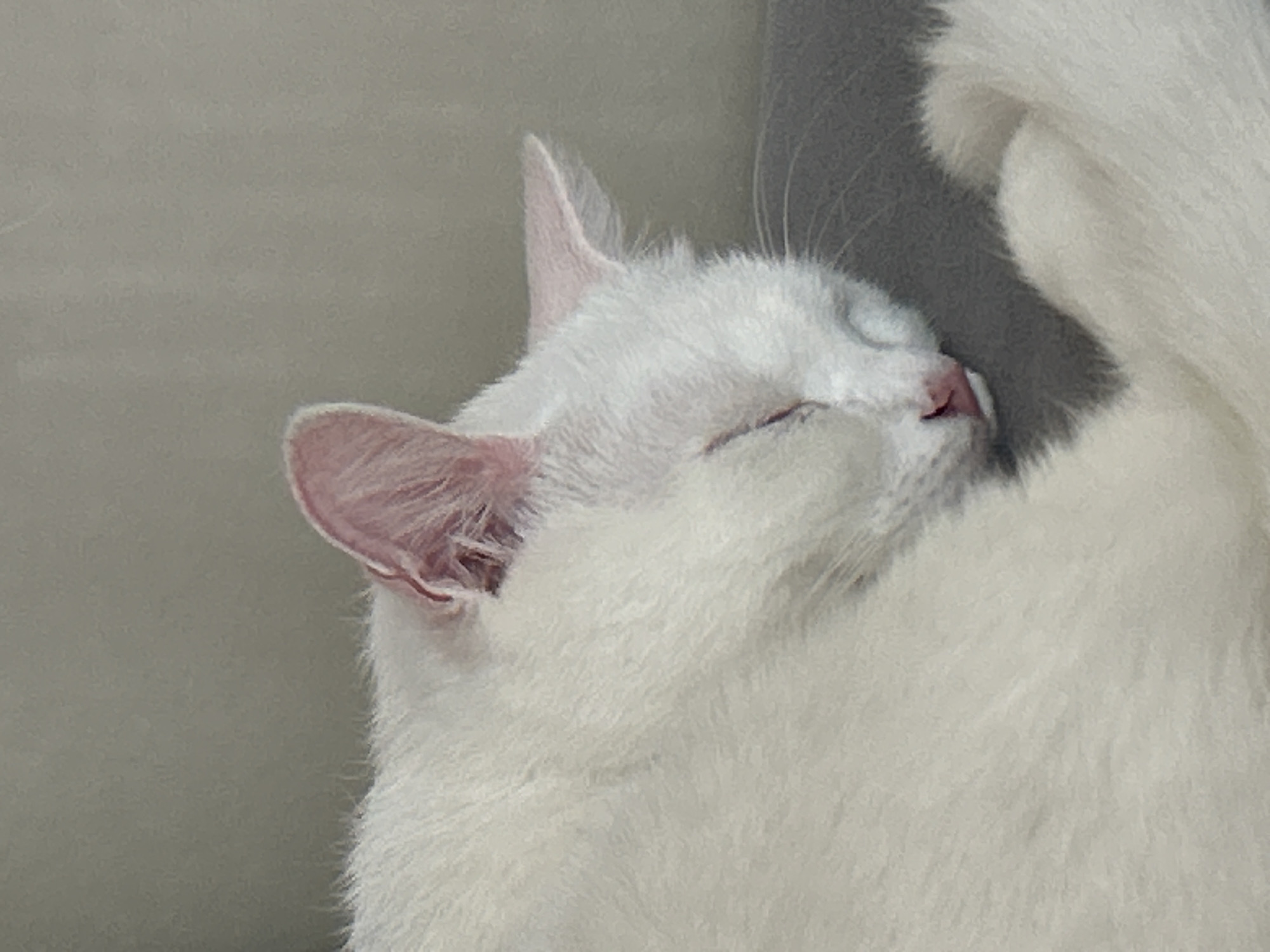 A close-up, indoor shot shows a white cat sleeping curled up on a gray surface. The cat's eyes are closed, and its pink nose is visible. The background is a muted gray wall. The location in Serdivan, Turkey, is not discernible from the image itself.