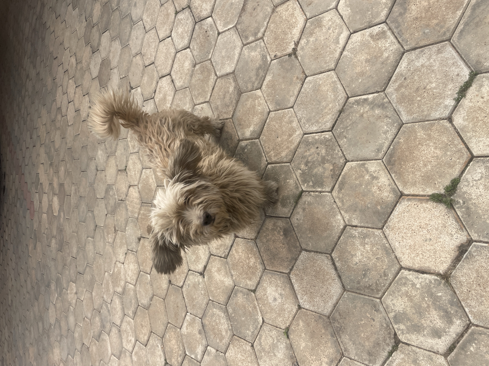 An overhead shot captures a shaggy, light brown dog sitting on a ground paved with hexagonal stones. The dog is positioned in the lower-right portion of the frame, looking upwards with an alert and curious expression. Its fur is thick and somewhat unkempt.
The ground surface consists of numerous light grey and tan hexagonal paver stones, forming a repetitive pattern. These stones show variations in color and texture, suggesting age or wear. Small tufts of green vegetation (weeds) can be seen growing in the gaps between some of the pavers, particularly towards the right side of the image. The lighting indicates it is daytime, with shadows suggesting a relatively high sun angle. The scene is outdoors, likely a paved path or courtyard in Jos, Nigeria. There is no visible text.