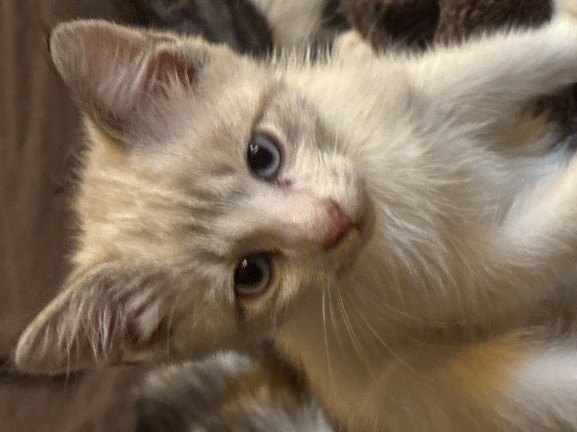 The media file is a close-up, macro photograph of a light-colored kitten. The kitten is lying down, possibly on a soft surface like a blanket or rug, given the blurred brown background which suggests a textured textile. The kitten's fur is predominantly white with some faint tabby markings. Its eyes are open and appear to be a light blue or gray color, and one eye is clearly visible, reflecting a small light source. The kitten's nose is a pale pink. The image focuses tightly on the kitten's face, ears, and a portion of its chest and front paw, highlighting the fine details of its fur. The lighting is soft, creating a gentle glow on the kitten's fur. There are no visible text elements in the image. The overall mood is serene and intimate, capturing a moment of quiet repose for the young animal.