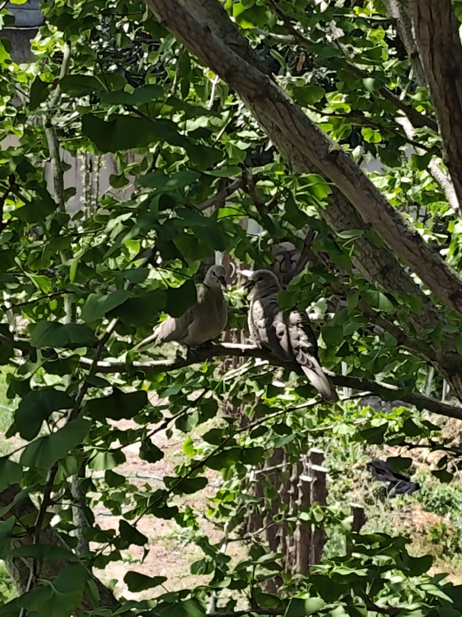Two doves are perched on a tree branch amidst dense green foliage. The location is unknown. The tree appears to be a ginkgo based on the leaf shape. A fence is visible in the background.