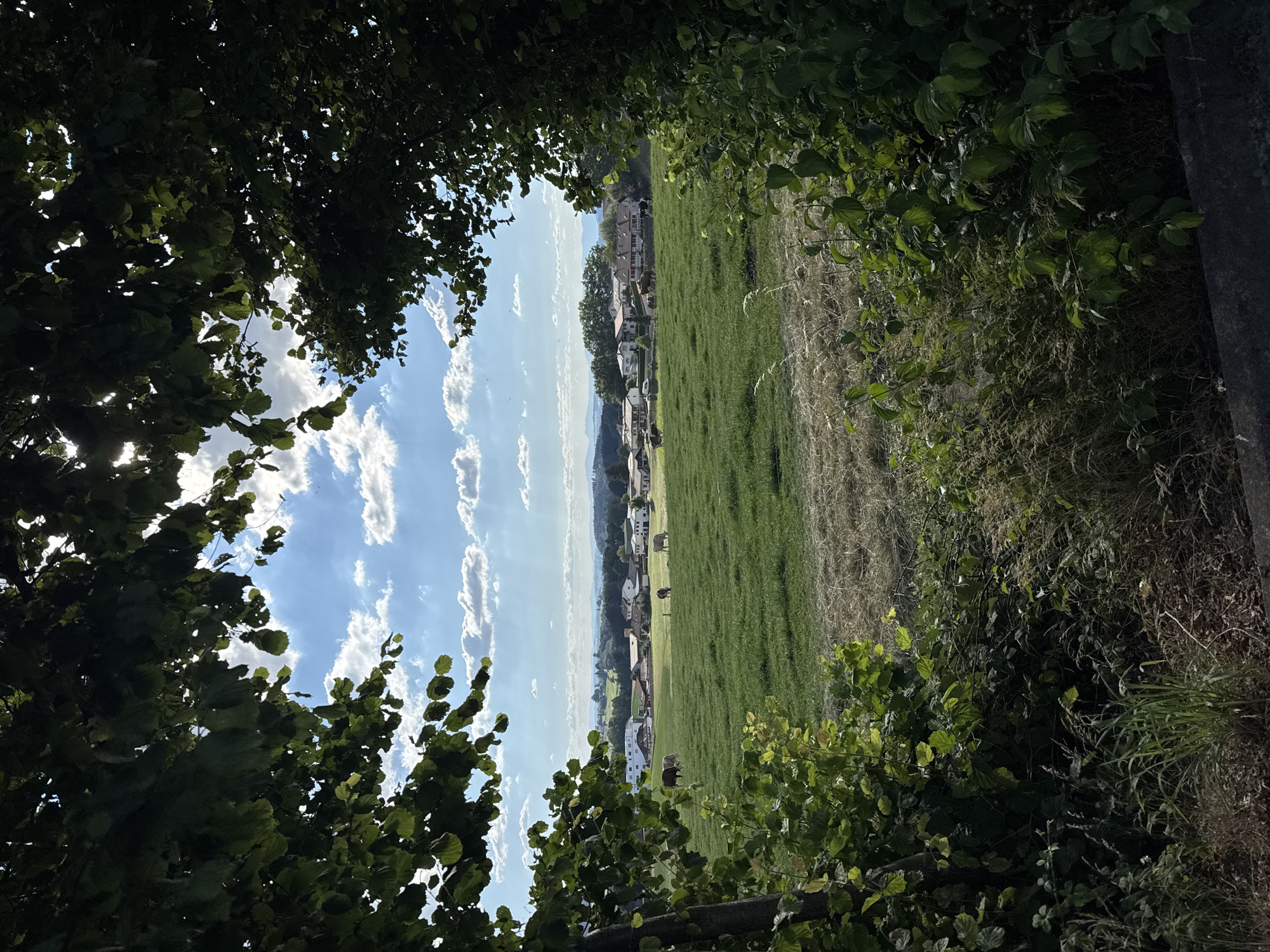 The image depicts a pastoral scene framed by lush green foliage in the foreground, which appears to be trees and bushes. Through this natural archway, a verdant meadow stretches towards a distant village nestled among rolling hills. Several cows are visible grazing peacefully in the meadow. The sky above is a bright blue, dotted with fluffy white clouds, suggesting a pleasant, sunny day. The village in the background features several houses with red-tiled roofs, characteristic of rural Swiss architecture, and some appear to be connected by driveways. The overall impression is one of tranquility and scenic beauty, likely representing a typical countryside vista in the vicinity of Giffers, Switzerland. The composition, with the foliage framing the view, adds depth and a sense of discovery to the scene.