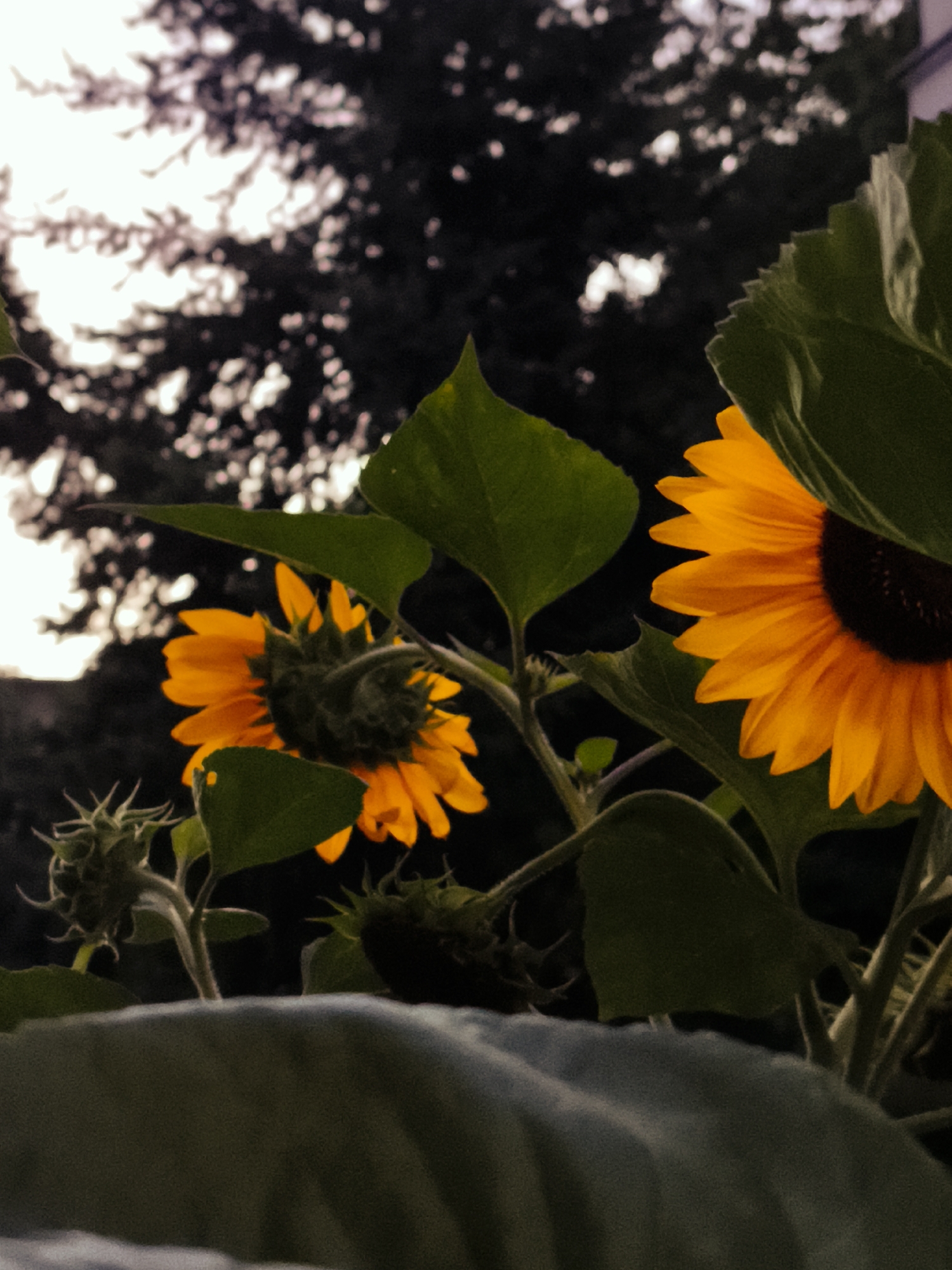 The image displays a close-up, low-angle view of sunflowers in a garden setting, likely during dusk or a cloudy day, given the subdued lighting and dark background foliage. The foreground is dominated by large, unfocused green leaves, with a smaller, closed sunflower bud visible on the left. Two open sunflowers are the main subjects. The sunflower on the left is angled away from the viewer, showing its green sepal structure. The sunflower on the right is more prominently featured, with its bright orange petals extending outwards, partially obscured by a large green leaf. The dark, blurred background suggests trees and possibly a sky with some light filtering through. There are no people or animals visible in the image. The scene is peaceful and natural. The location in Gdańsk, Poland is not discernible from the image itself.