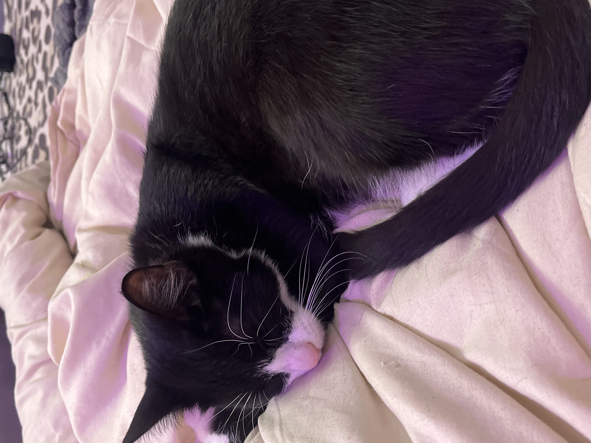 A black and white cat is sleeping on a wrinkled, light-colored blanket. The cat is curled up with its head resting on the blanket and its tail wrapped around its body. The cat has a pink nose and long white whiskers. Part of an animal print is visible in the upper left corner of the frame. The environment has a purple lighting.