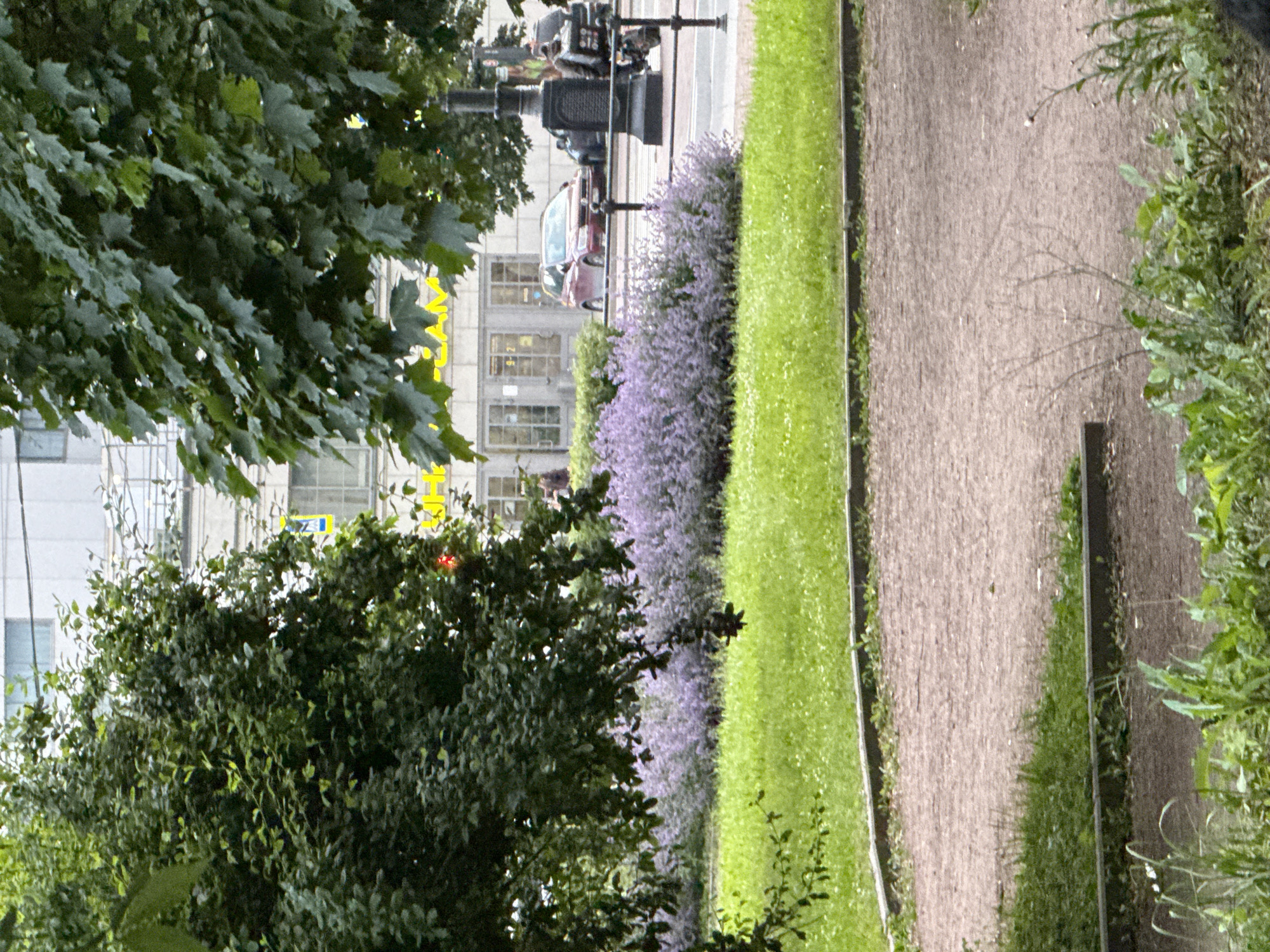 This media file depicts a street scene in Saint Petersburg, Russia. The foreground features lush green foliage and a gravel pathway. To the left of the pathway, a meticulously maintained lawn of bright green grass is visible, bordering a dense bed of purple flowering bushes.
Behind the bushes, a multi-story building with a light-colored facade and multiple windows stands. Yellow signage is affixed to the building. A red car is parked on the street in front of the building. A traffic light with a red signal is also visible. In the background, a street with lampposts and vehicles suggests a public area.
The lighting suggests it is daytime, with overcast or diffused light, typical of a cloudy day. The overall scene evokes a sense of urban tranquility, with the well-kept greenery providing a contrast to the urban structures. No people are clearly identifiable as subjects in the image, though shadows suggest their potential presence. No specific activity or event is overtly depicted, rather a snapshot of a typical street view.