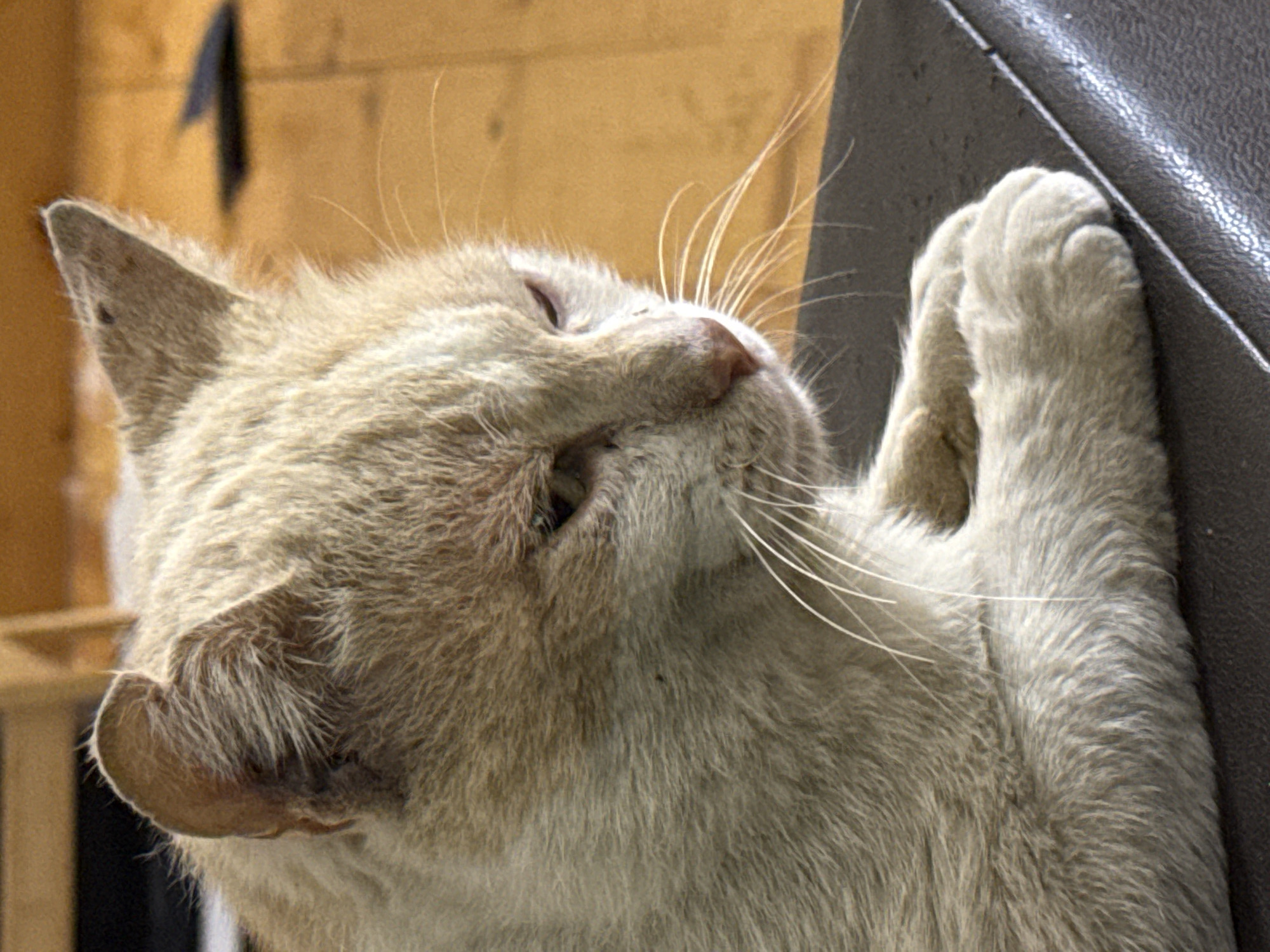 The image shows a close-up, side profile of a light-colored cat with light brown tabby markings. The cat is lying down, with its front paws crossed and resting on a dark surface, possibly a piece of furniture. The cat's fur appears somewhat disheveled, and it has prominent white whiskers. The background is out of focus, showing what appears to be wooden flooring and a hint of furniture. There is no indication of the city of Sofia, Bulgaria, or any urban environment. The scene is static and focused solely on the cat.