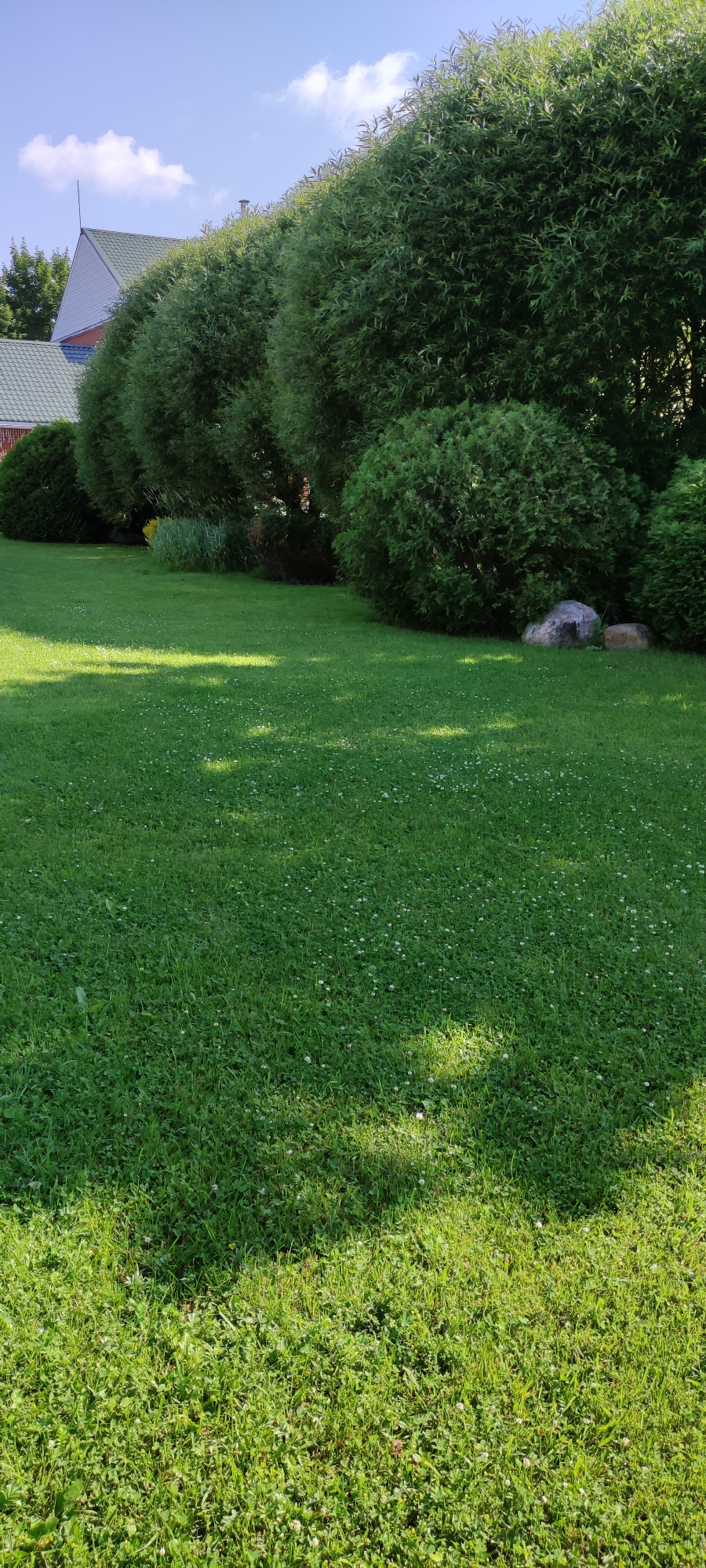 The image depicts a suburban backyard in the city of Rosinka, Russia, bathed in bright sunlight under a clear blue sky with scattered white clouds. A well-maintained green lawn dominates the foreground, dotted with small white clover flowers. Lush, tall trees with dense foliage form a natural hedge along the back of the yard, with a portion of a building with a green roof visible behind them to the left. Two rocks rest on the lawn near the hedge. The scene appears peaceful and tranquil, characteristic of a summer day in a residential area.