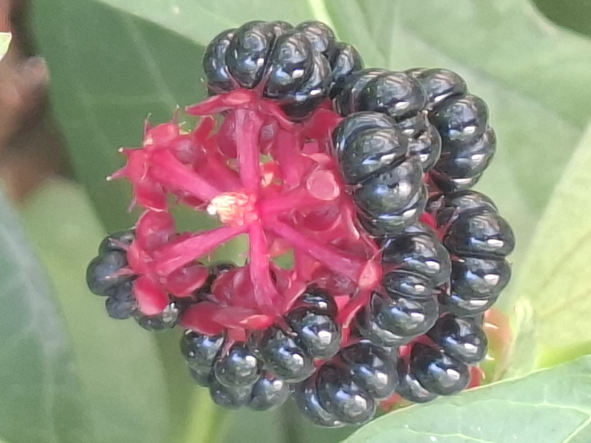 The image shows a close-up of a cluster of dark, berry-like fruits surrounding a vibrant pink flower with thin petals and stamens. The fruits are glossy and appear to be arranged in a rounded formation. The flower is centrally located within the fruit cluster, with its delicate structure visible. The background consists of blurred green foliage, suggesting an outdoor, natural setting. The image was taken in Almaty, Kazakhstan.