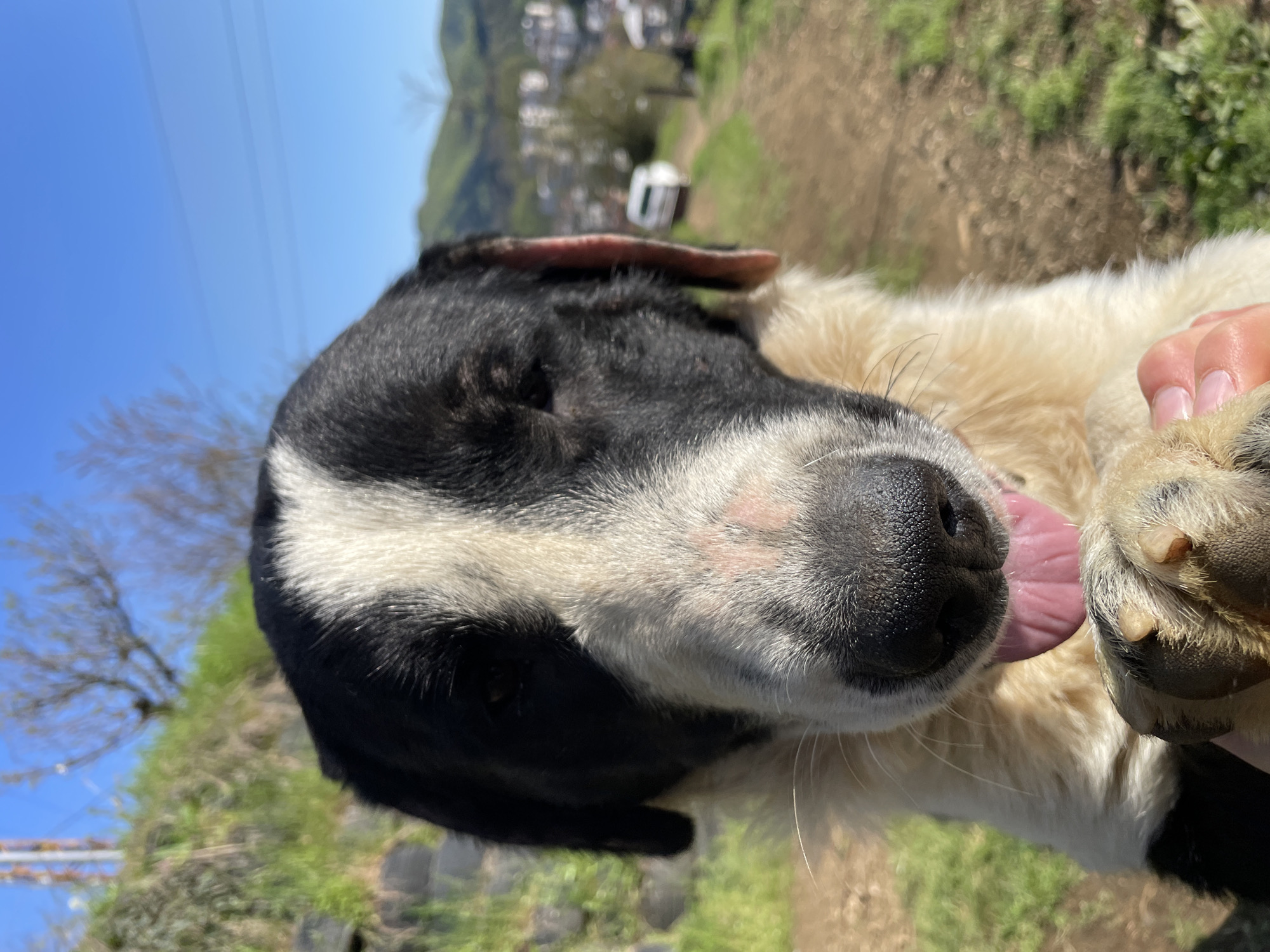 The image presents a close-up, slightly upward-angled view of a black and white dog's head and upper body. The dog, which appears to be a Border Collie or similar breed, features dark fur on the top of its head, ears, and around its visible dark eye, sharply contrasted by a broad white blaze that runs down its snout and continues under its chin. Its black nose is prominent, and a pink, wet tongue is seen extended to the side. The fur on its chest and around its visible paw is a creamy white or light tan. A human hand, with short nails painted with light pink polish, is gently holding one of the dog's light-furred paws, which has dark pads.
The background is softly blurred, indicating an outdoor setting under bright daylight. A clear blue sky occupies the upper portion of the image, with faint power lines visible. Below the sky, a lush green landscape of hills and trees unfolds, characteristic of a rural or mountainous region. Distant, out-of-focus structures, possibly houses or buildings, and a light-colored vehicle are discernible on the distant slopes. The strong sunlight suggests it is midday or early afternoon. The dog's extended tongue could indicate panting due to warmth or exertion, or a playful demeanor, while the human interaction implies affection. The scene is consistent with the natural beauty found around Zlatograd, Bulgaria. No visible text is present.