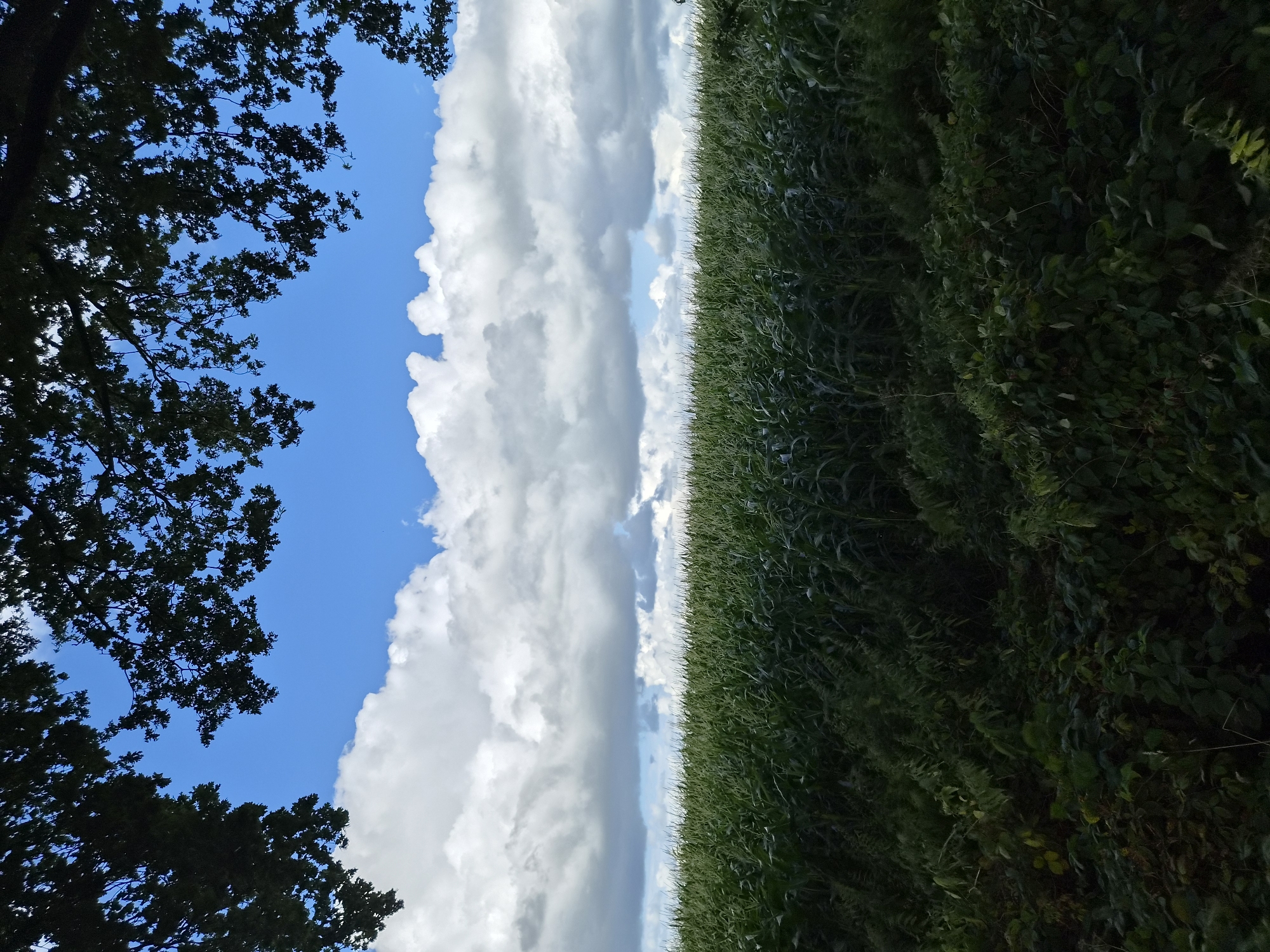 A high-angle, full shot shows a field of tall green corn under a bright blue sky with large white cumulus clouds. Dark green tree branches hang from the top edge of the frame, partially obscuring the sky. The corn stalks are densely packed, forming a textured green wall that dominates the middle ground of the image. In the foreground, a dark, shadowed area of dense green foliage and undergrowth is visible. The scene appears to be a rural landscape, likely in Schiffdorf, Germany, given the context. There are no people or animals visible in the image, and no specific actions are depicted. The environment is natural and agricultural.